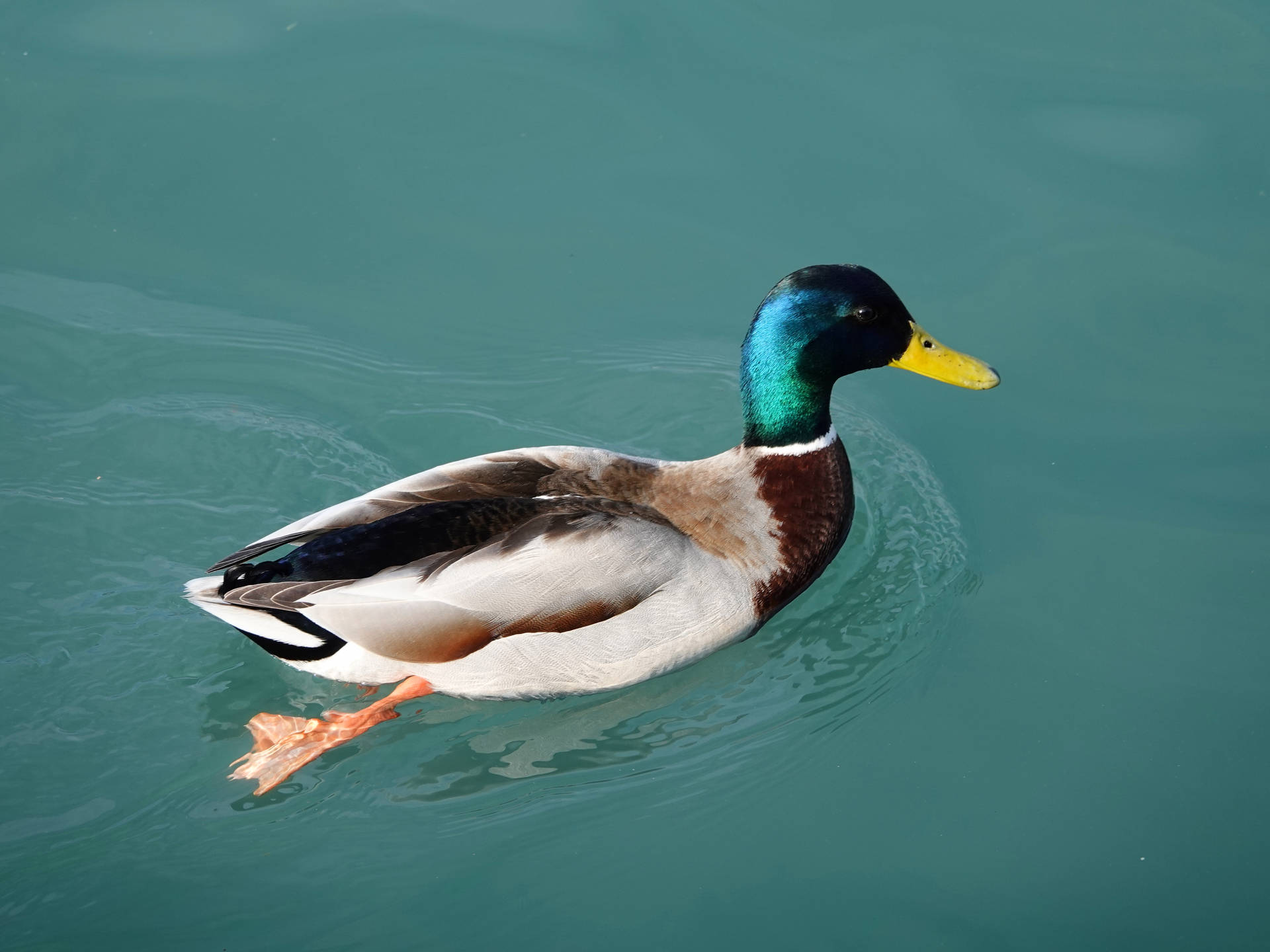 4864X3648 Duck Wallpaper and Background