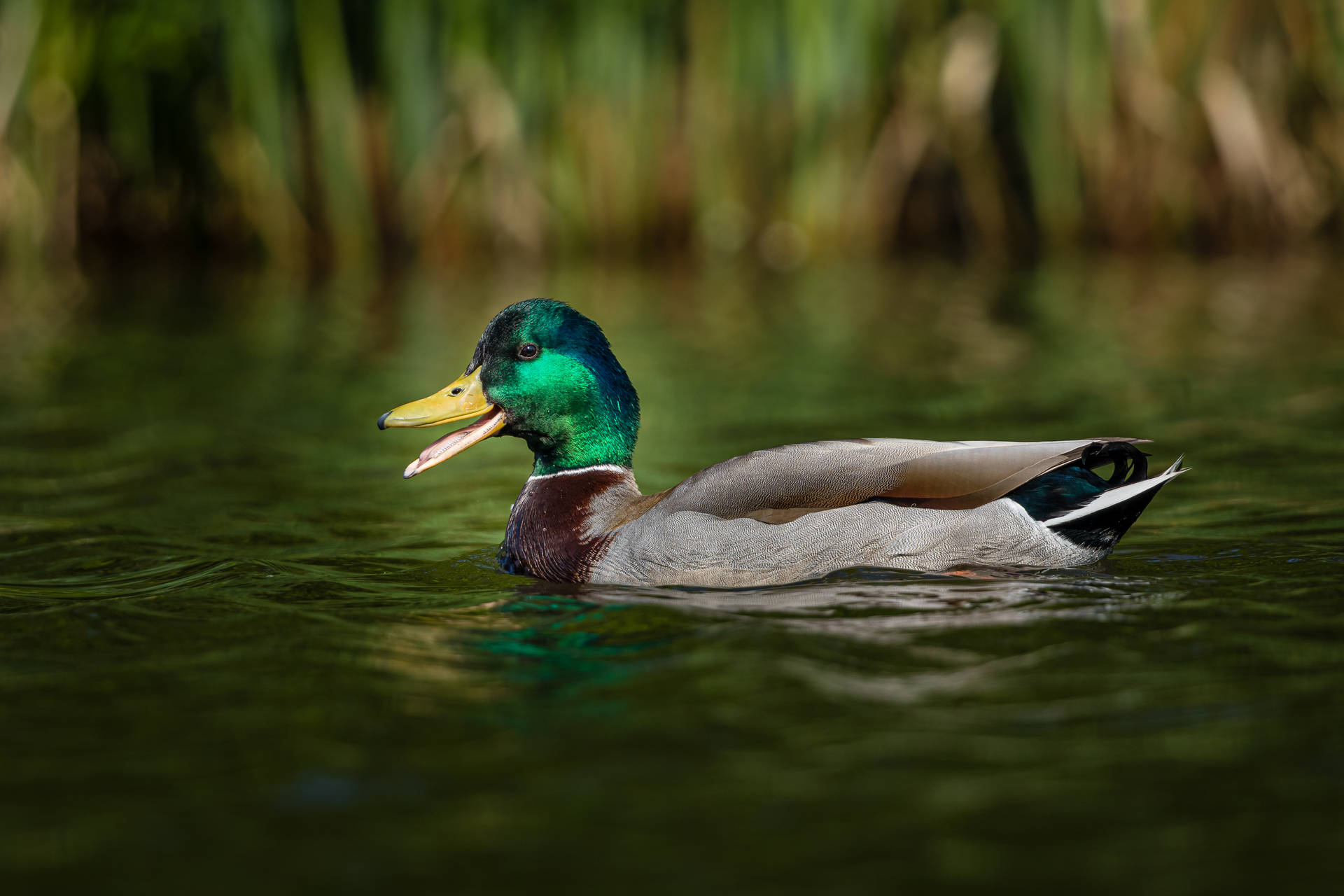 4865X3243 Duck Wallpaper and Background
