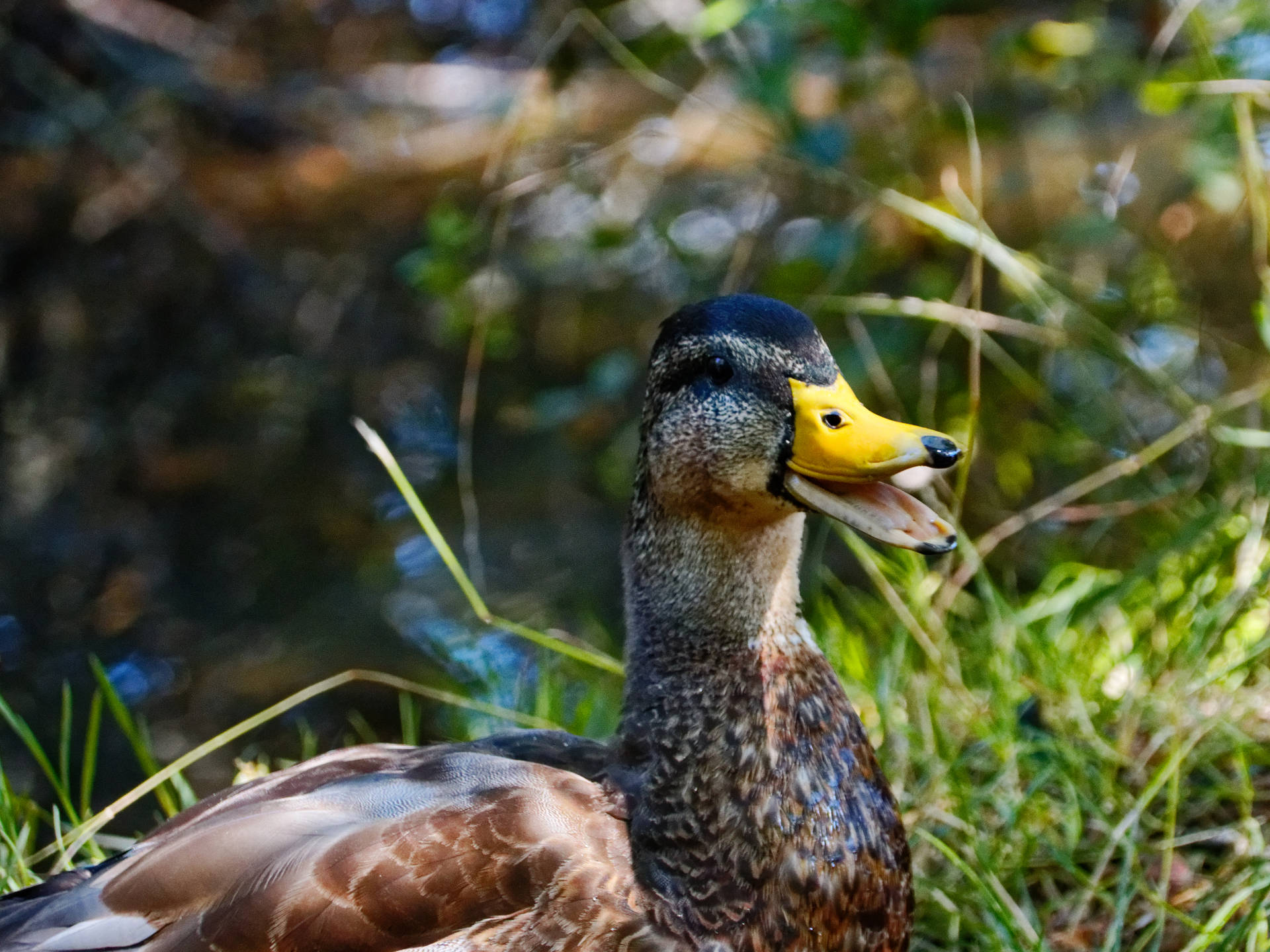 5158X3869 Duck Wallpaper and Background