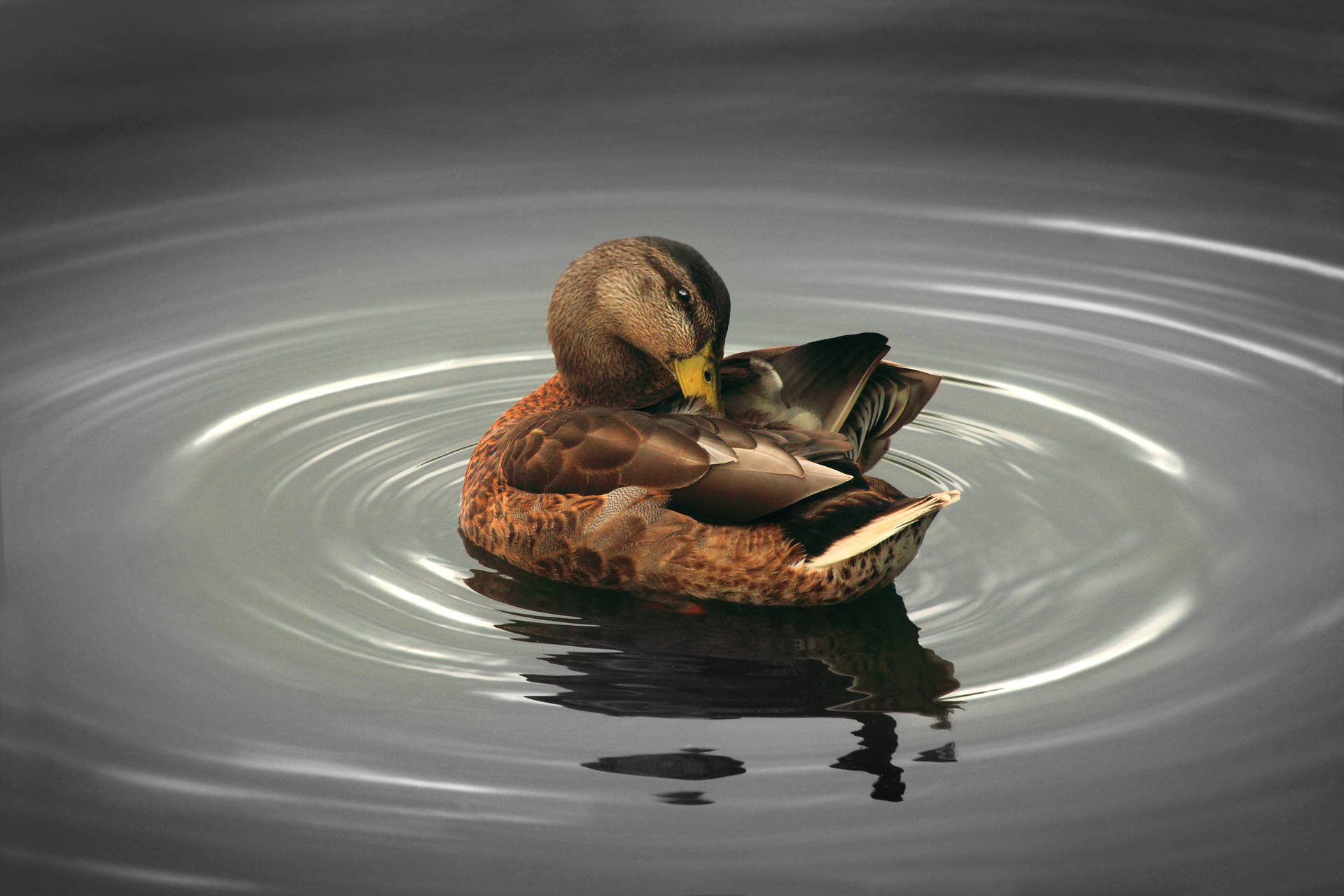 5184X3456 Duck Wallpaper and Background