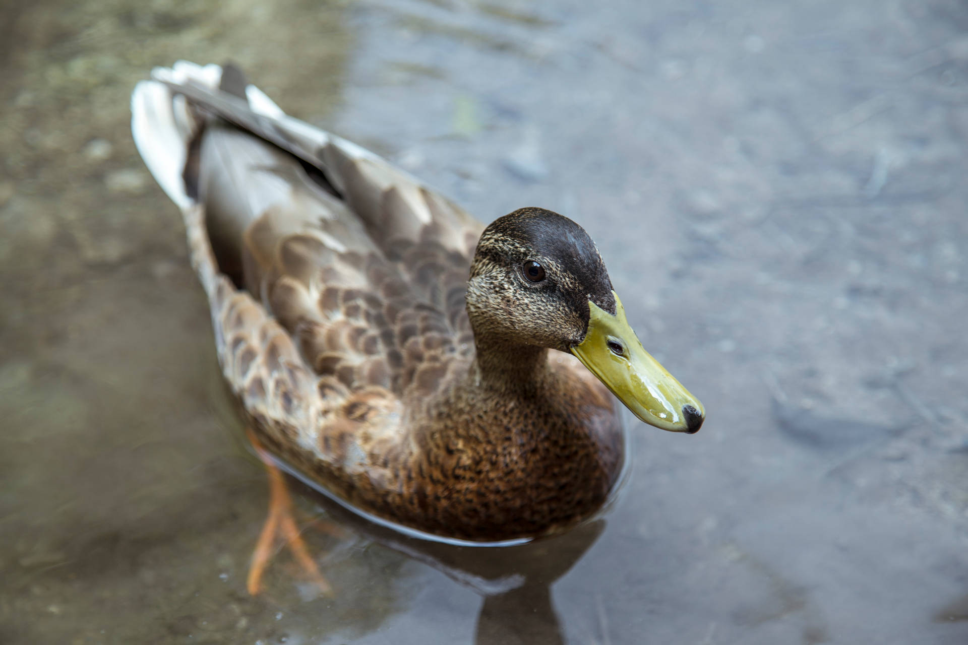 5472X3648 Duck Wallpaper and Background
