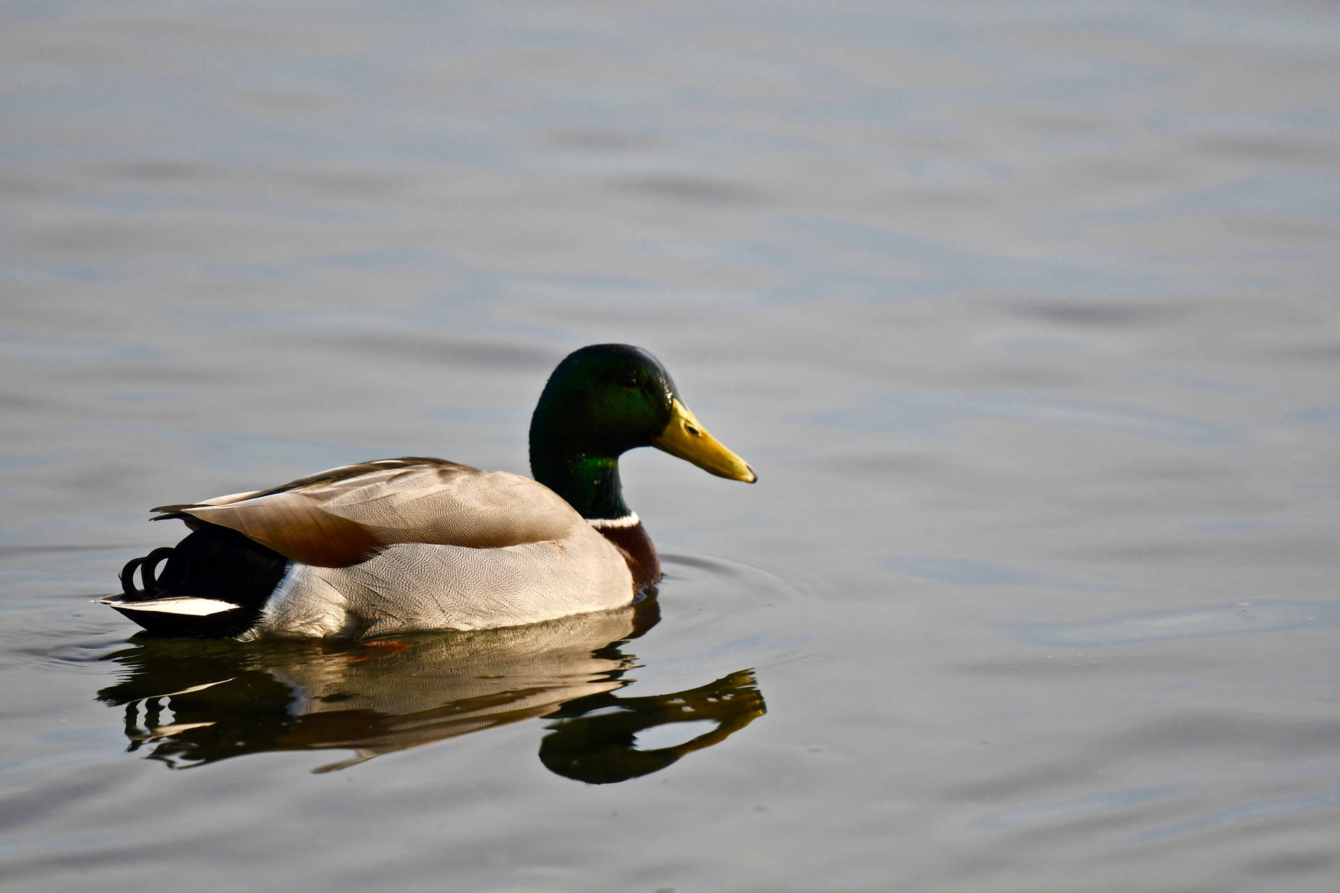5568X3712 Duck Wallpaper and Background