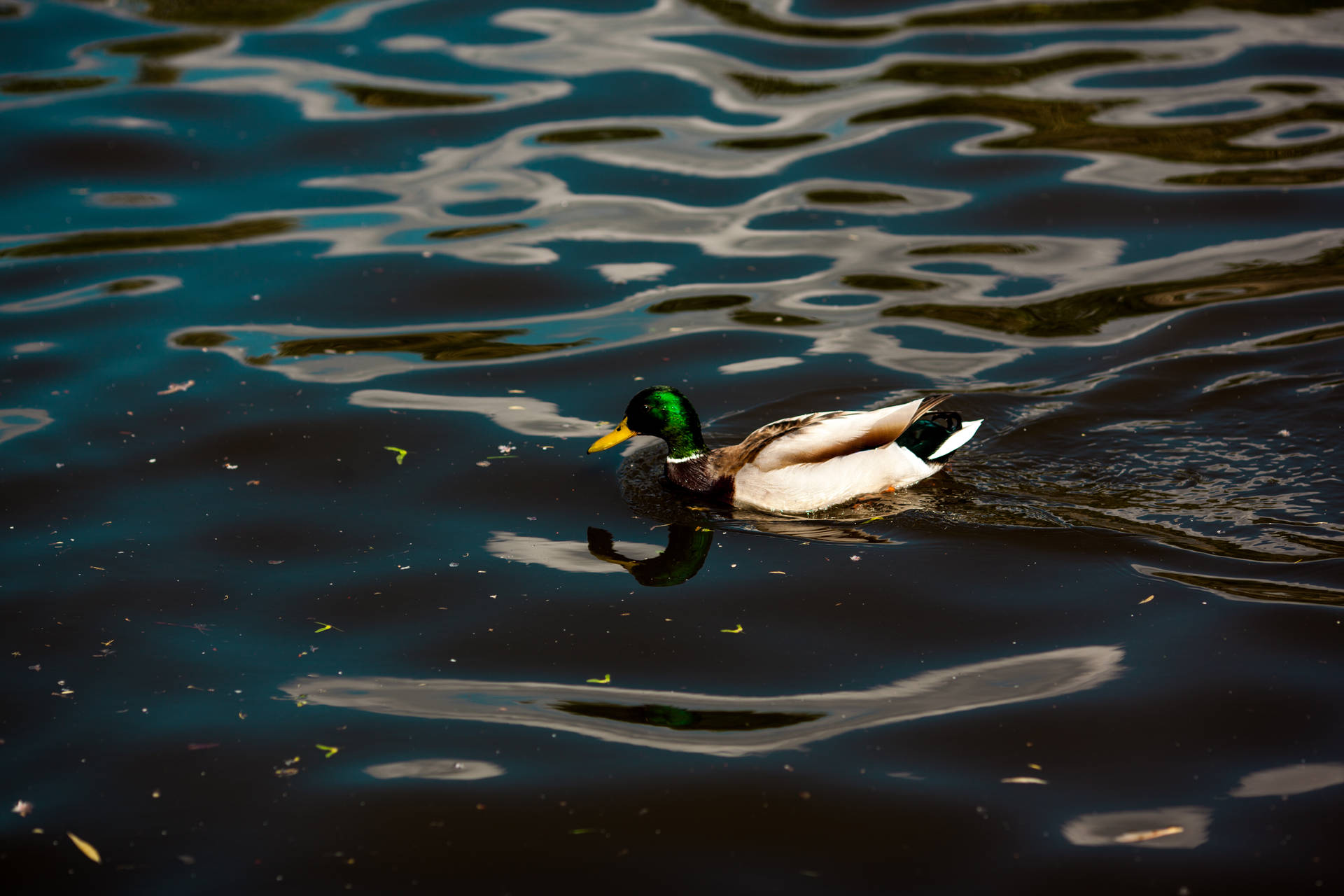 5616X3744 Duck Wallpaper and Background