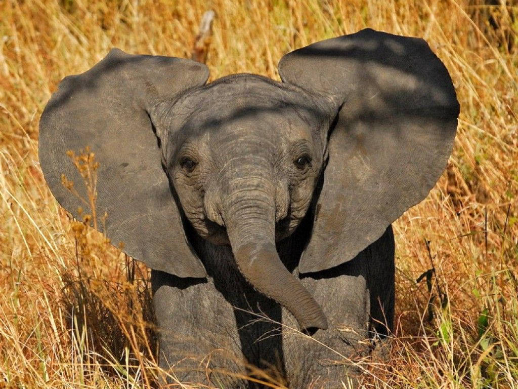 1024X768 Elephant Wallpaper and Background