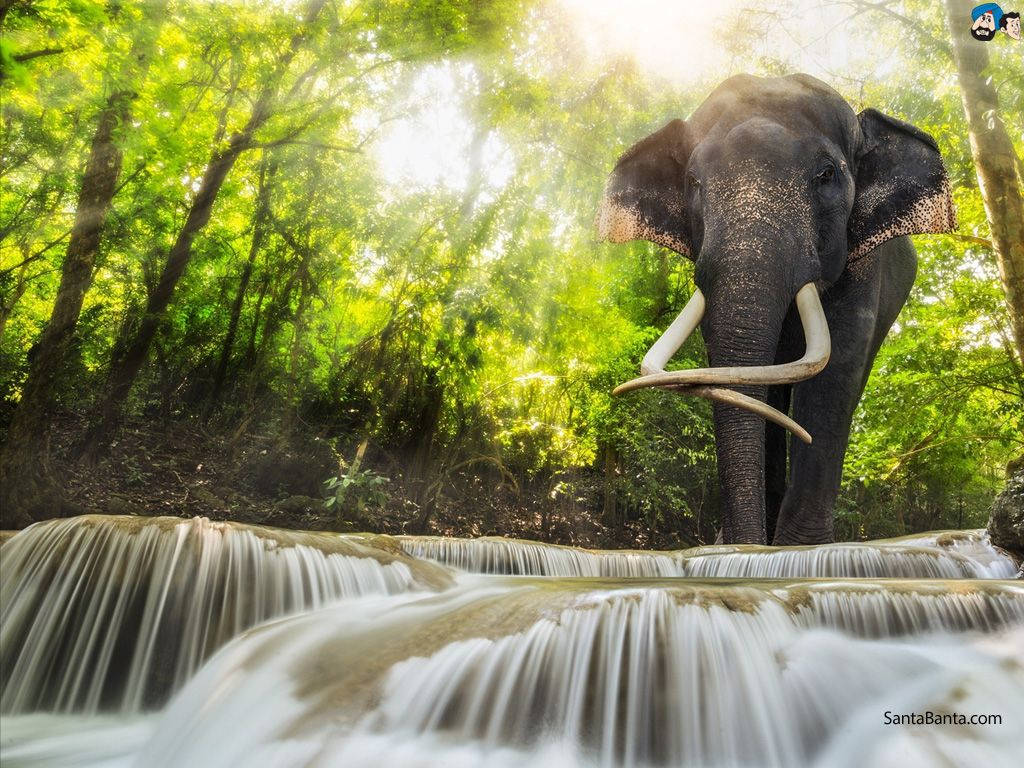 1024X768 Elephant Wallpaper and Background