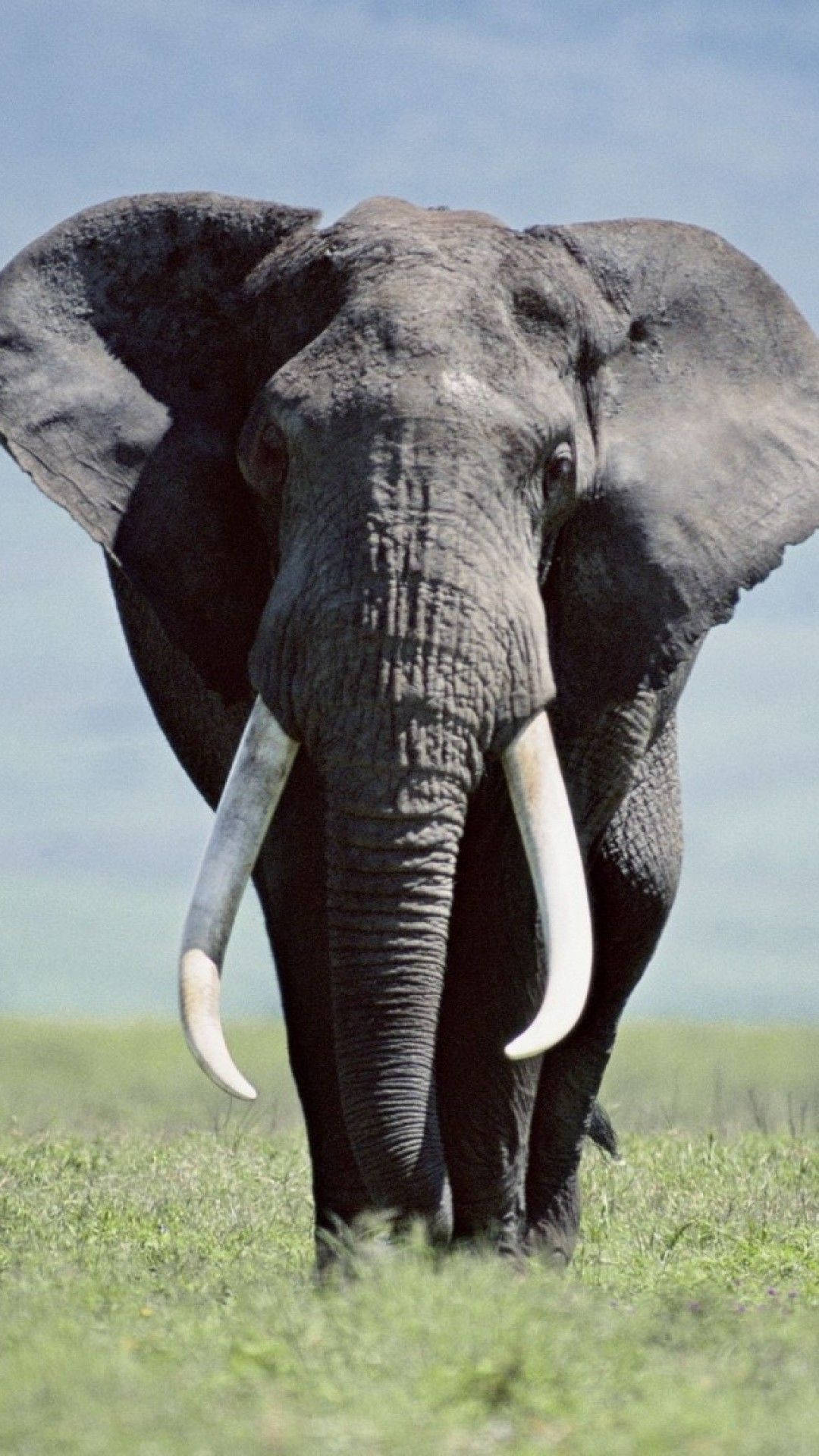 1080X1920 Elephant Wallpaper and Background
