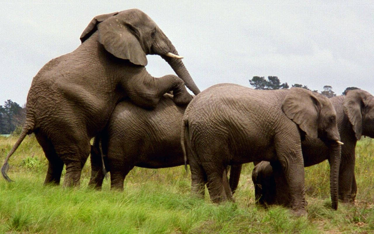 1280X800 Elephant Wallpaper and Background