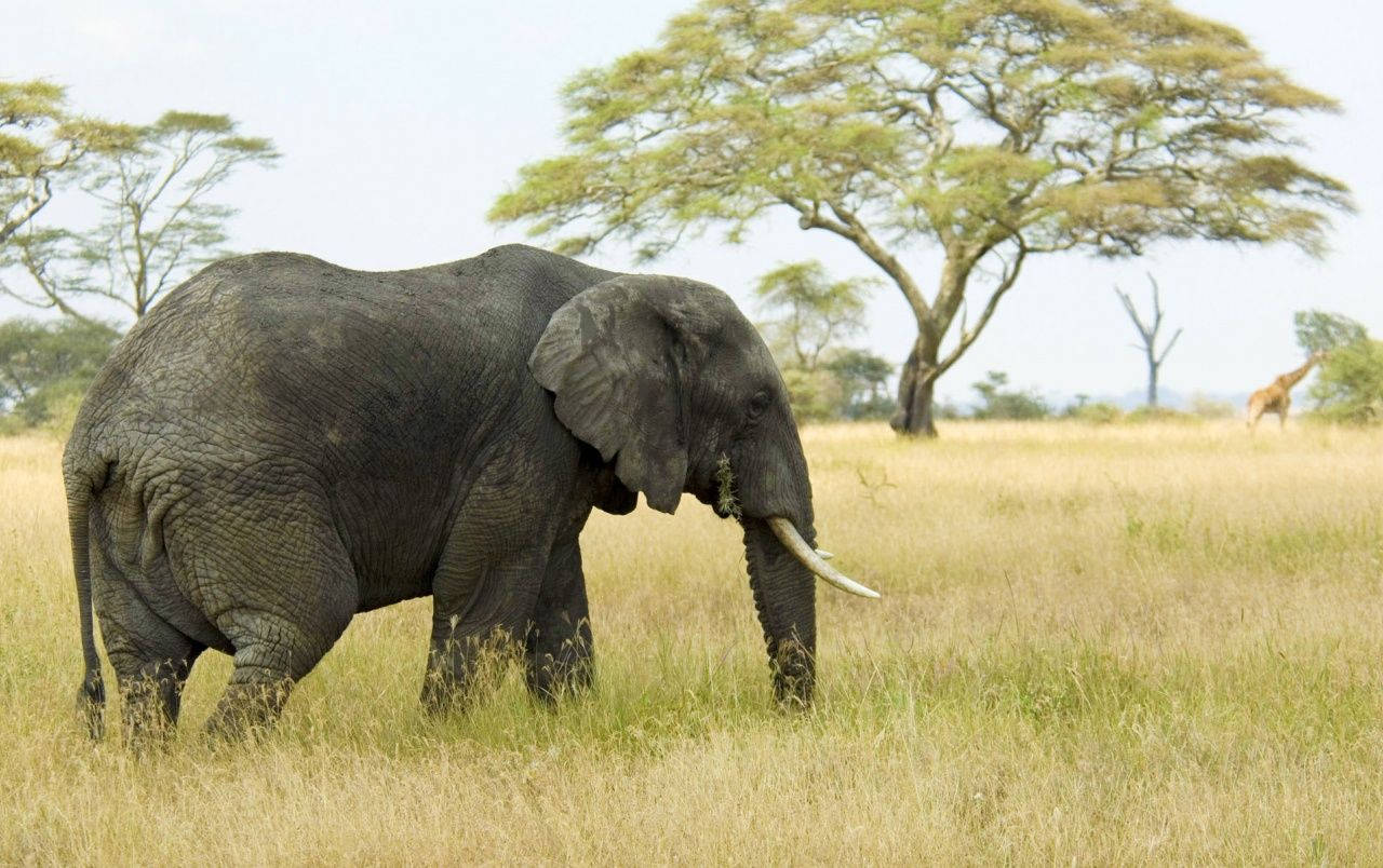 1280X804 Elephant Wallpaper and Background