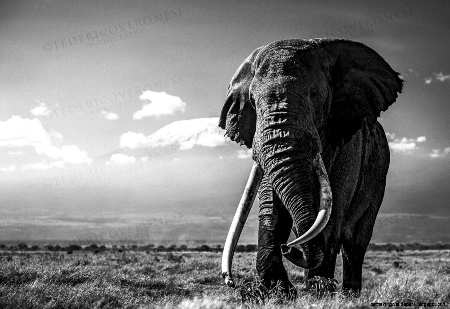 1456X1000 Elephant Wallpaper and Background