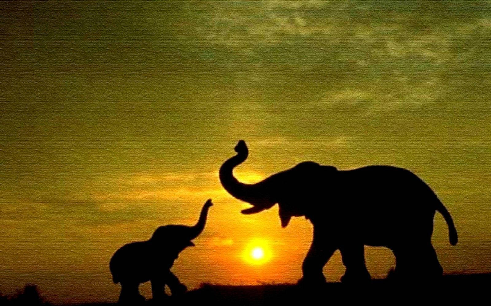 1600X1000 Elephant Wallpaper and Background