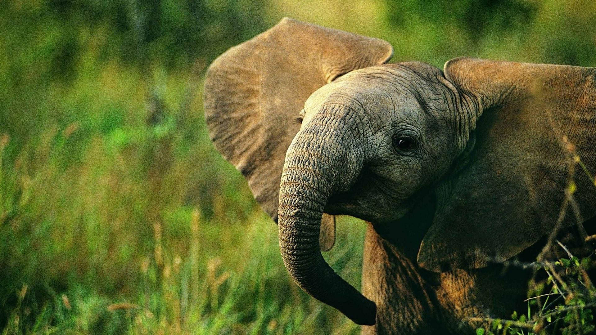 1920X1080 Elephant Wallpaper and Background