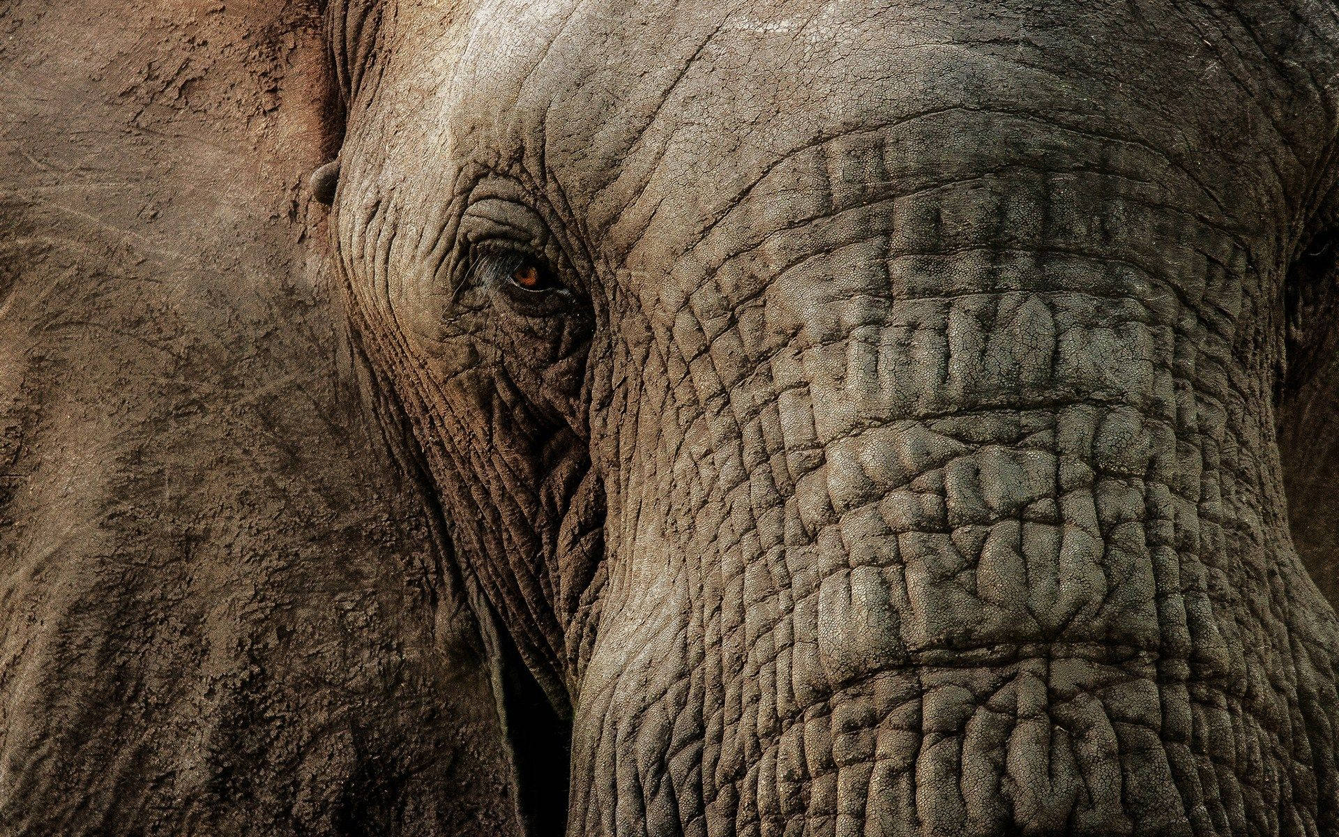 1920X1200 Elephant Wallpaper and Background