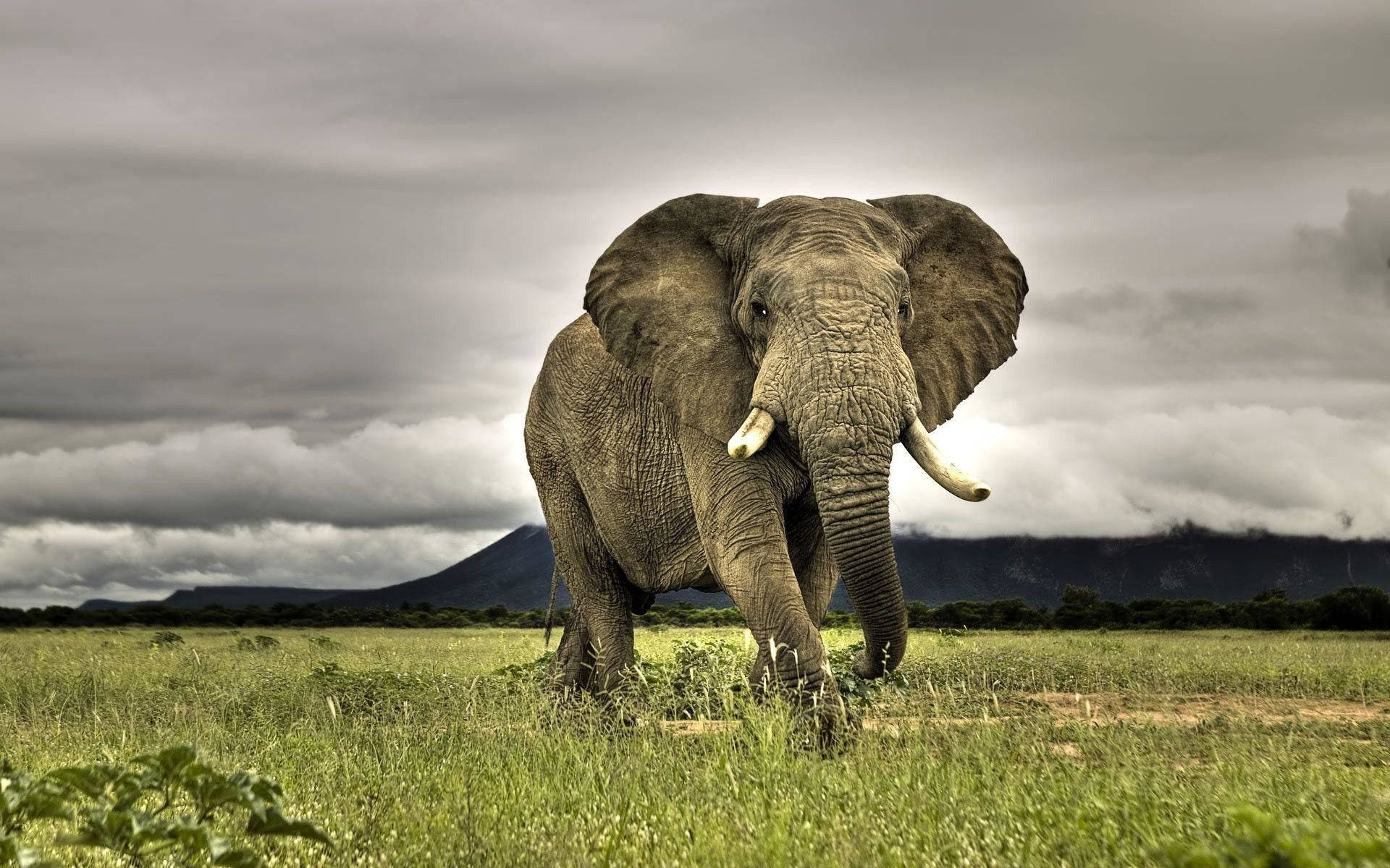 1920X1200 Elephant Wallpaper and Background