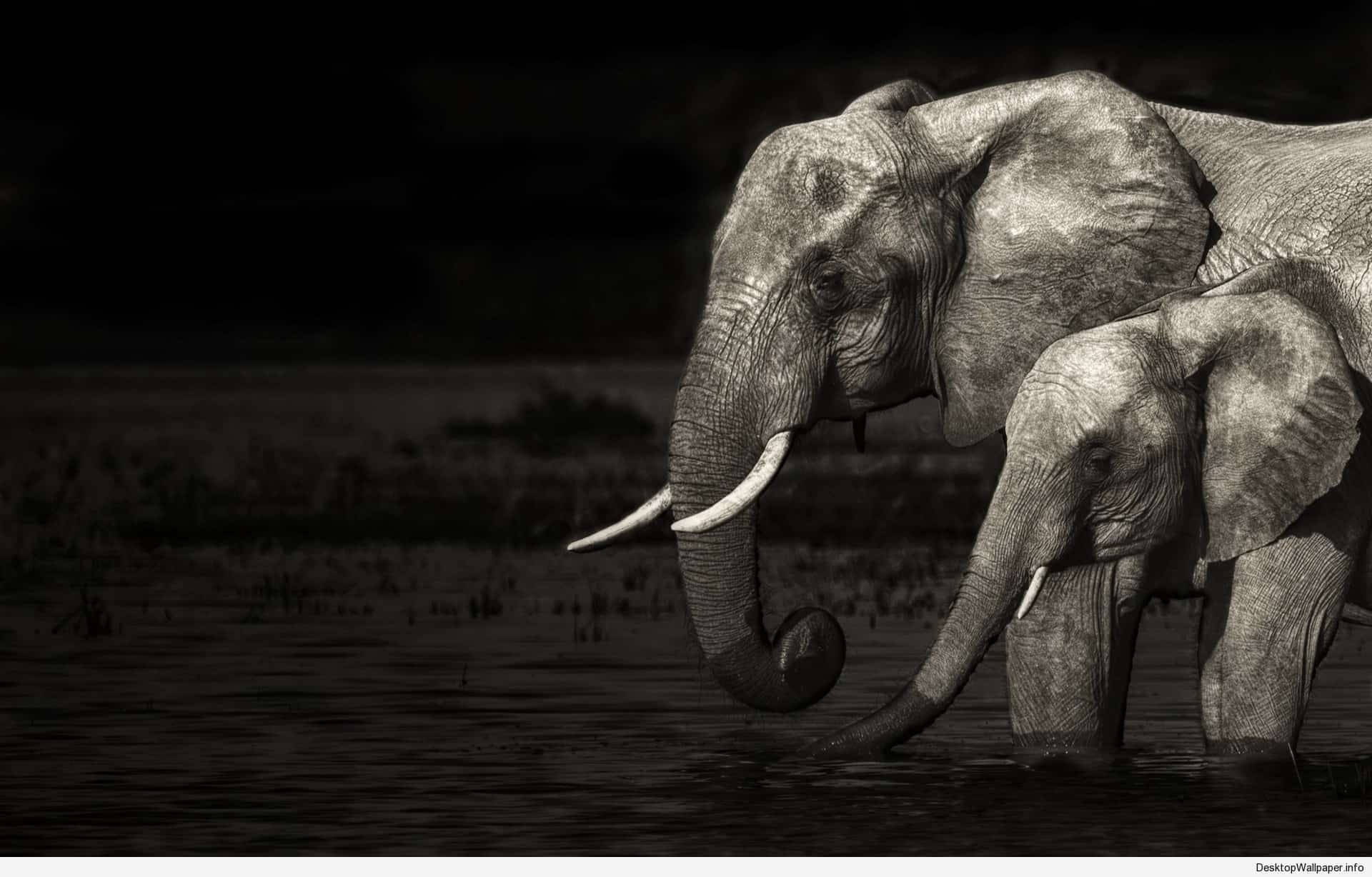 1920X1228 Elephant Wallpaper and Background