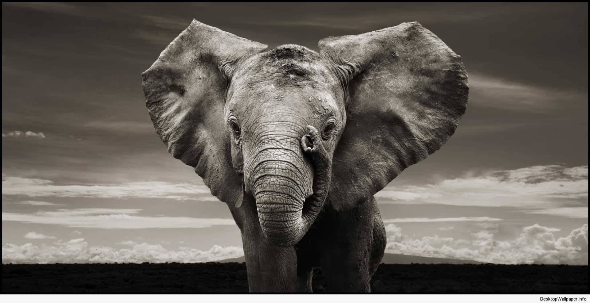1920X988 Elephant Wallpaper and Background