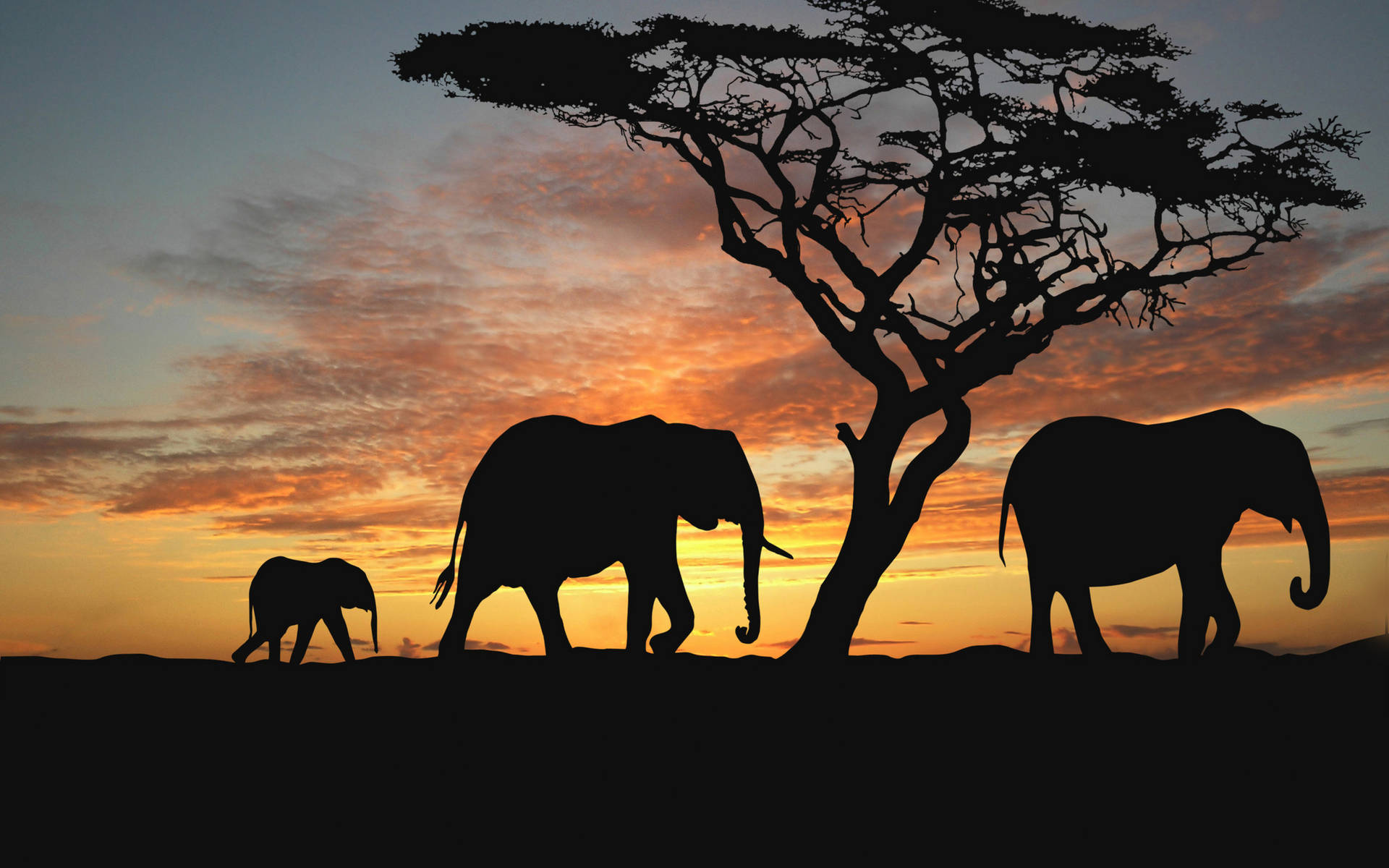 2560X1600 Elephant Wallpaper and Background