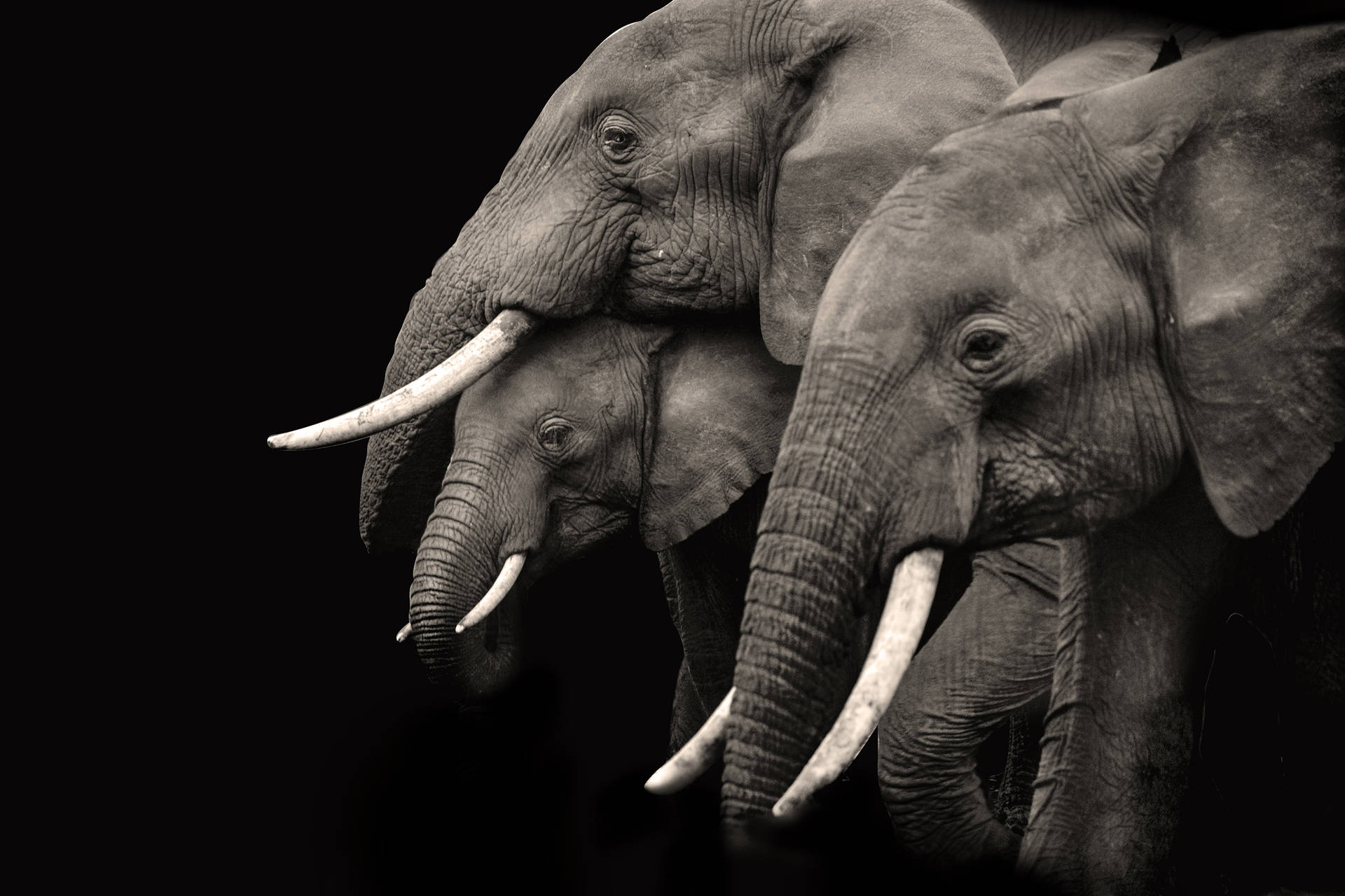 3000X2000 Elephant Wallpaper and Background