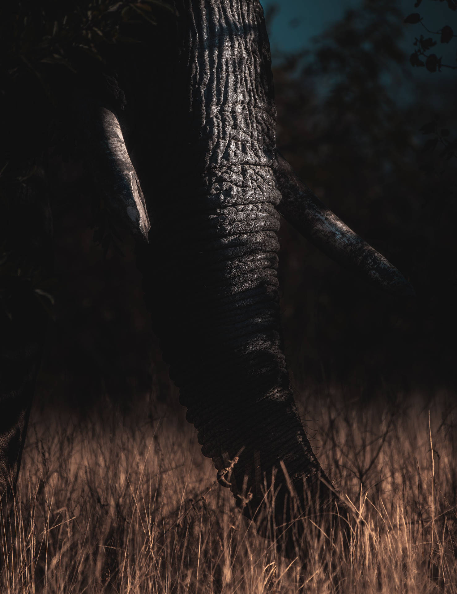 3386X4398 Elephant Wallpaper and Background
