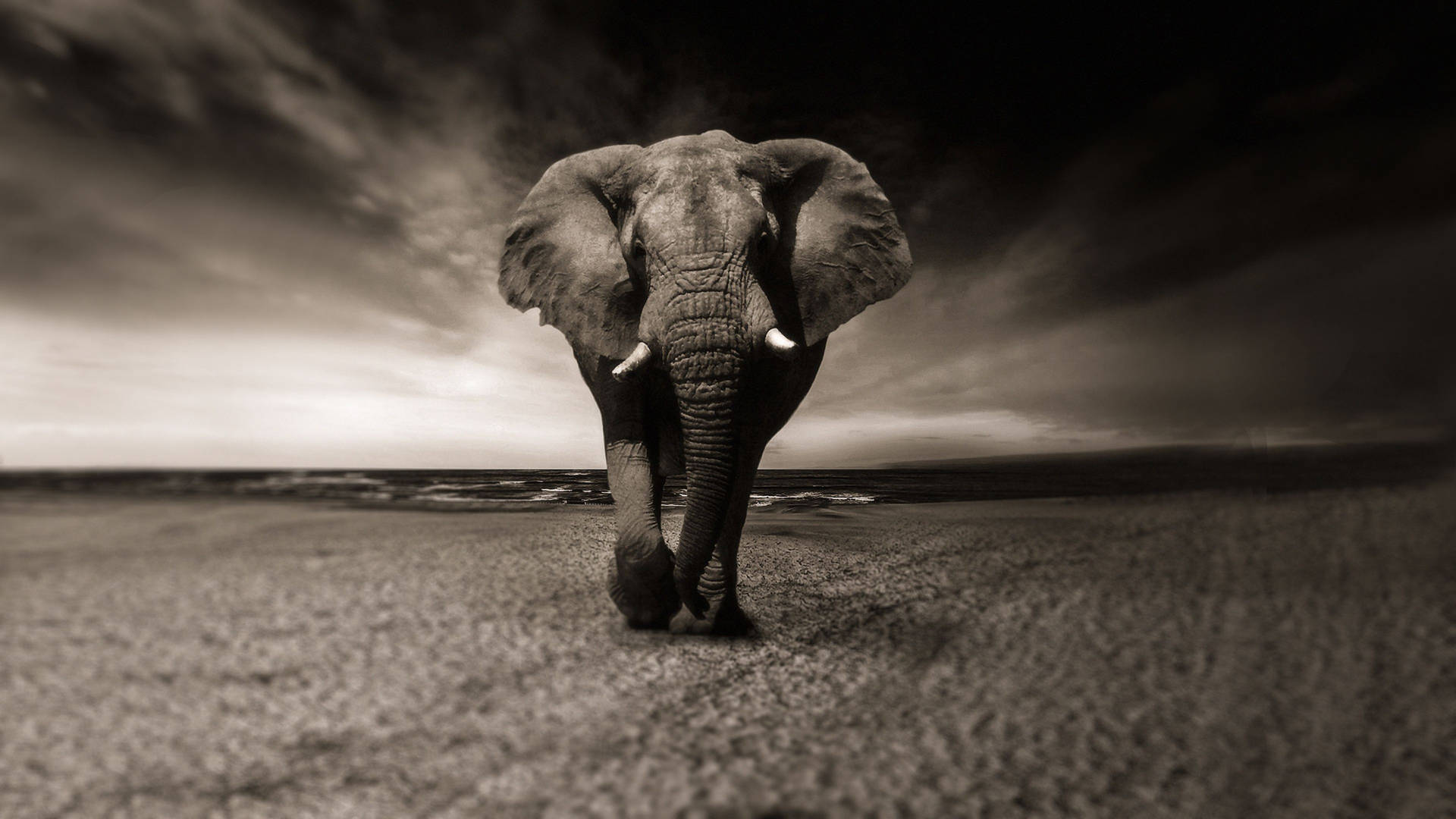 3840X2160 Elephant Wallpaper and Background
