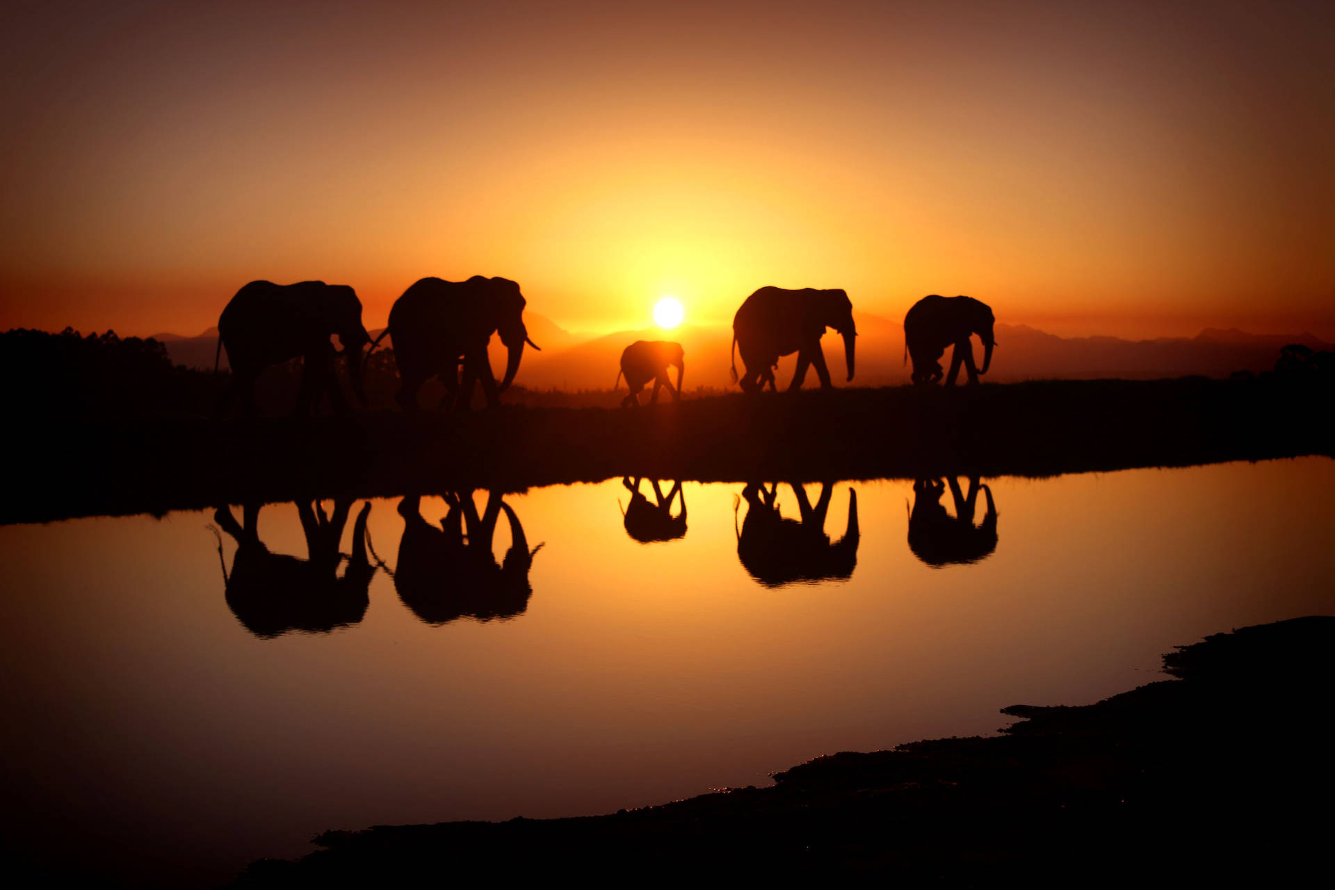 3888X2592 Elephant Wallpaper and Background