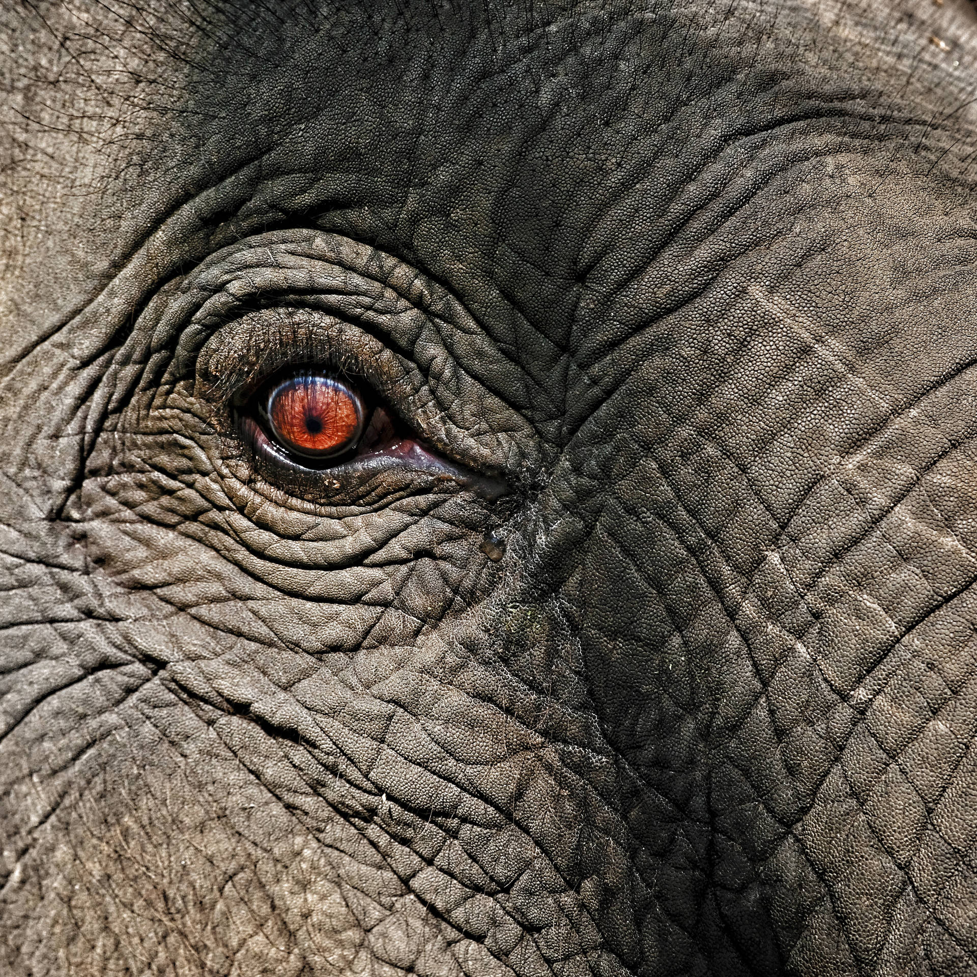 4001X4000 Elephant Wallpaper and Background