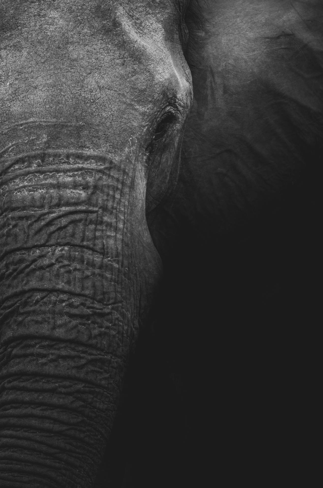 4116X6219 Elephant Wallpaper and Background