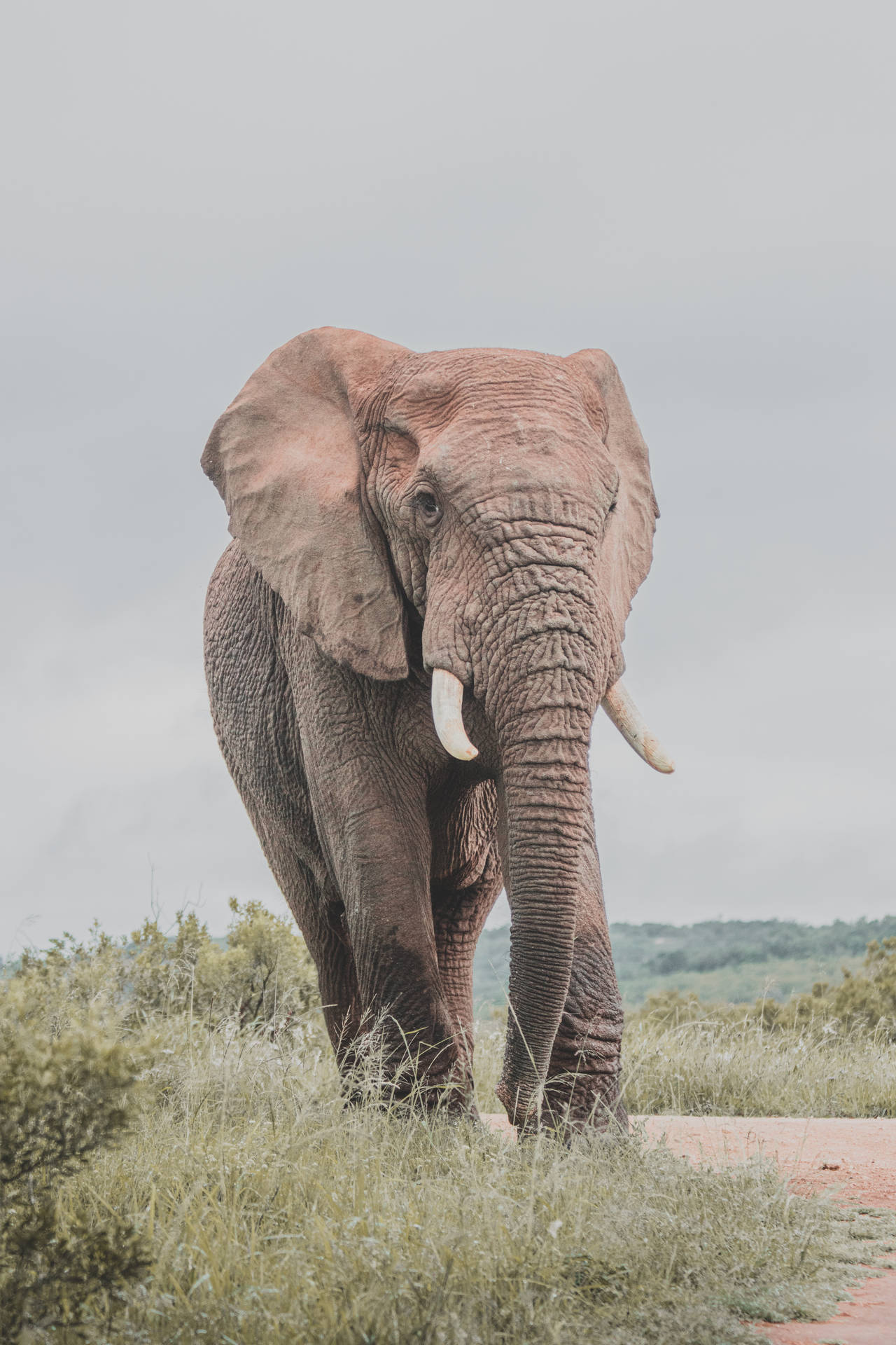 4148X6222 Elephant Wallpaper and Background