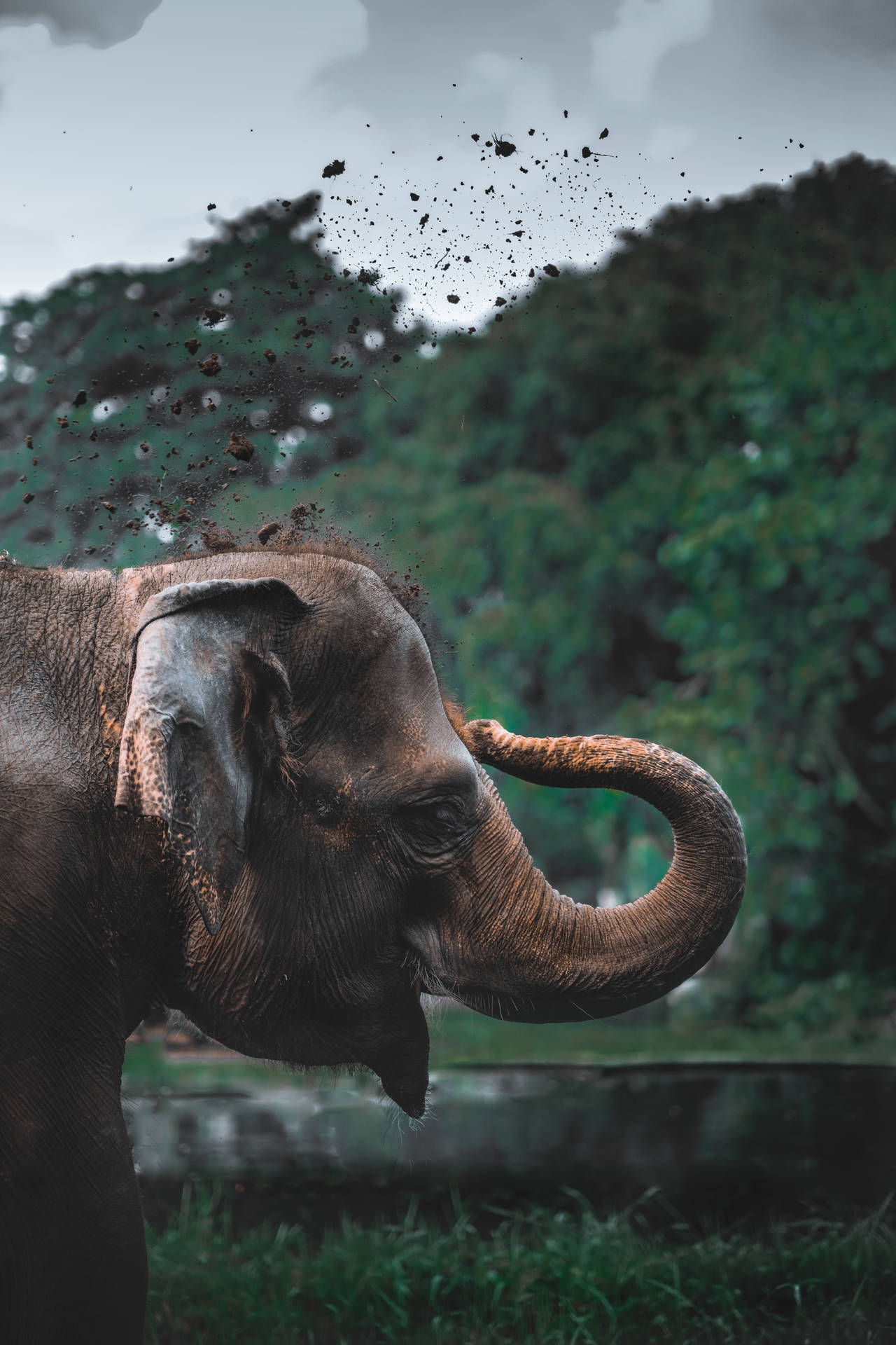 4160X6240 Elephant Wallpaper and Background