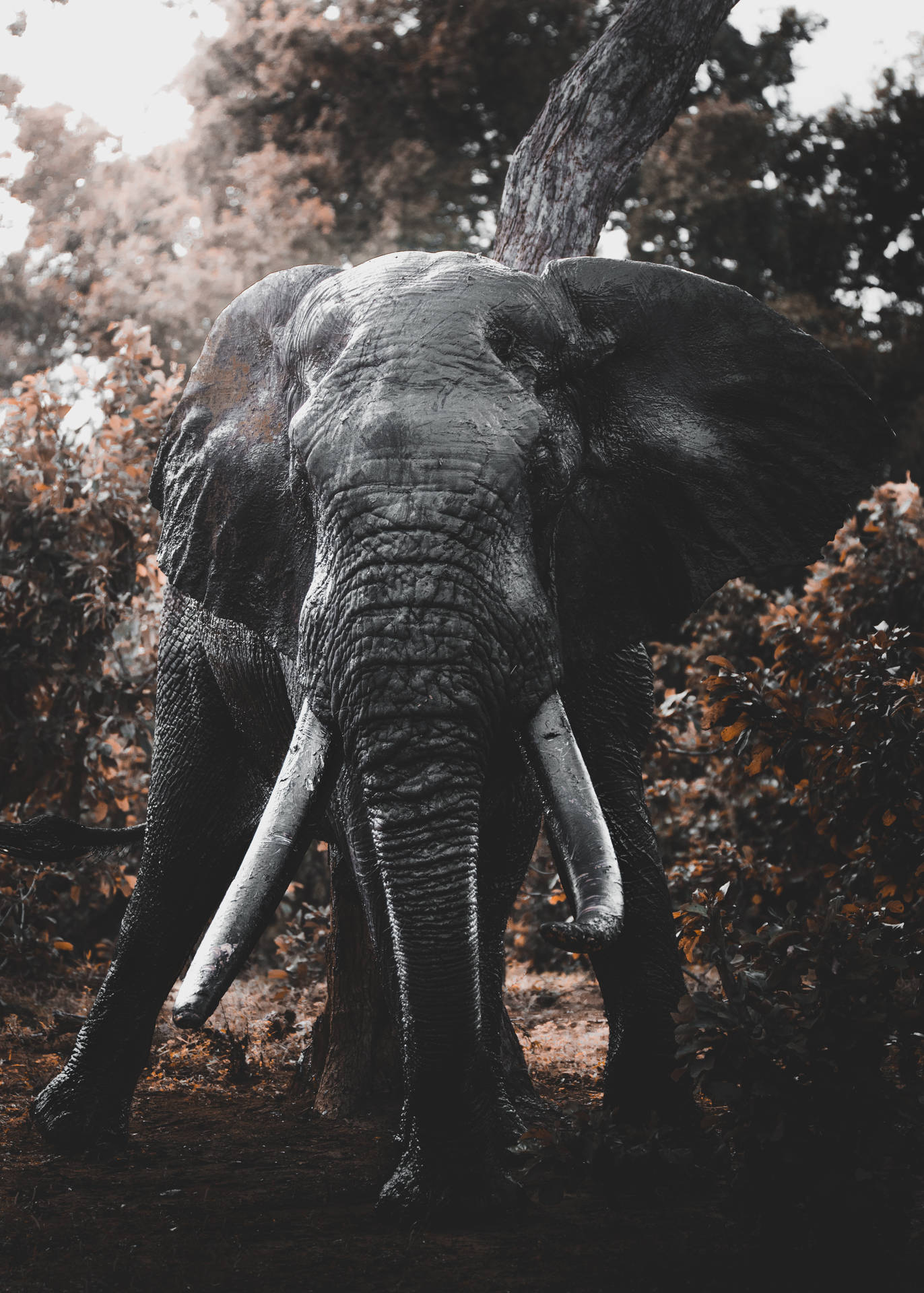 4194X5871 Elephant Wallpaper and Background