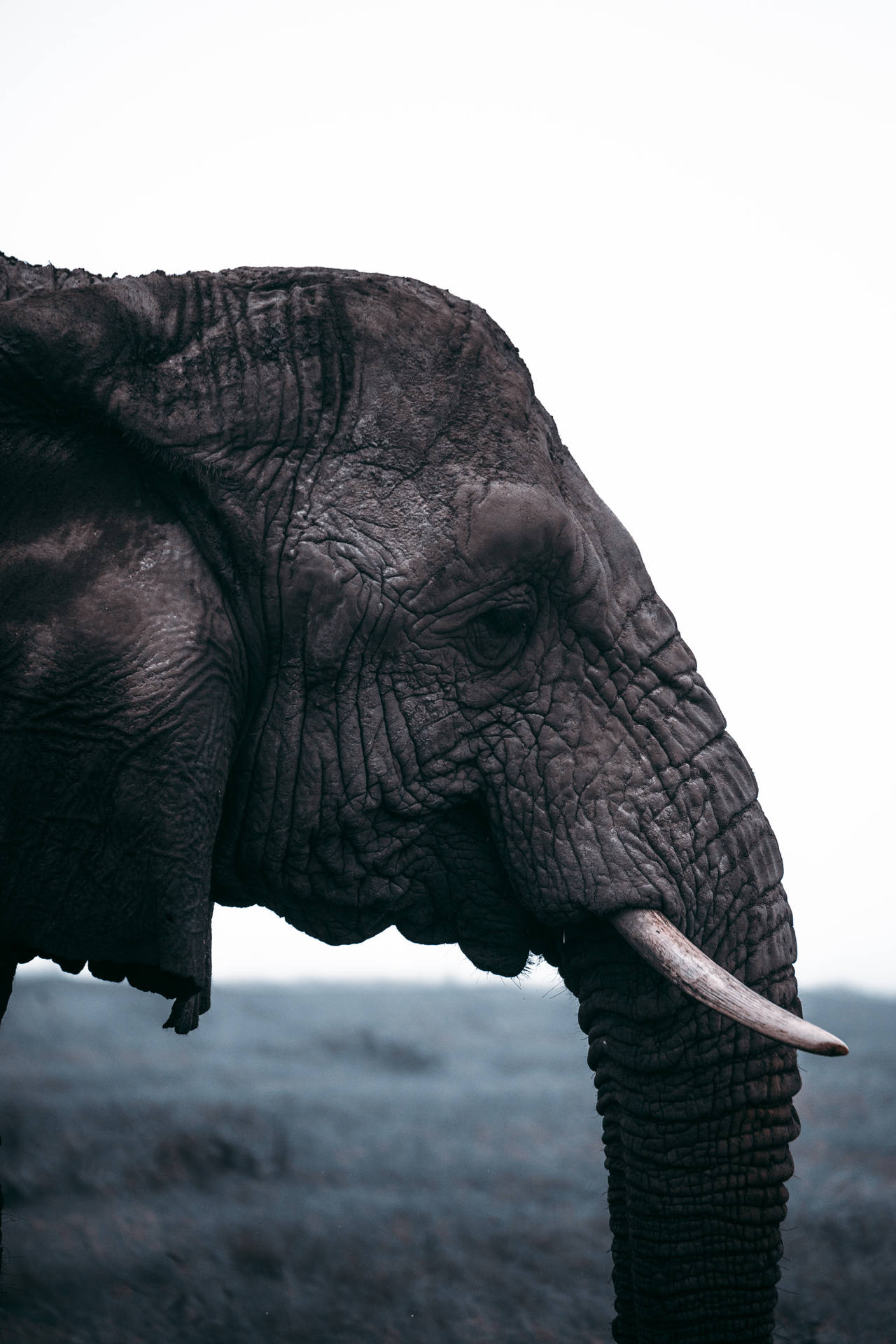 4361X6541 Elephant Wallpaper and Background