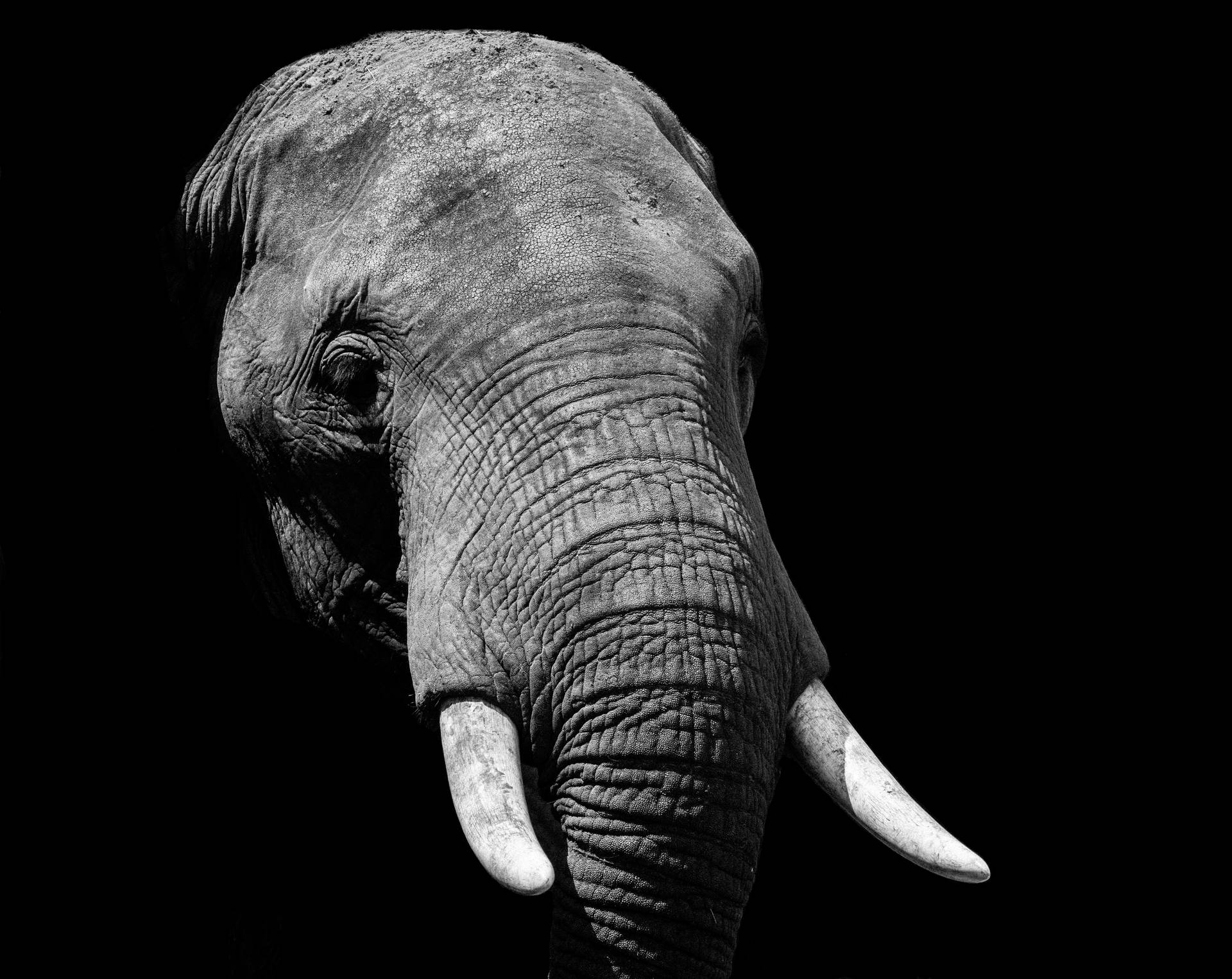 4854X3859 Elephant Wallpaper and Background