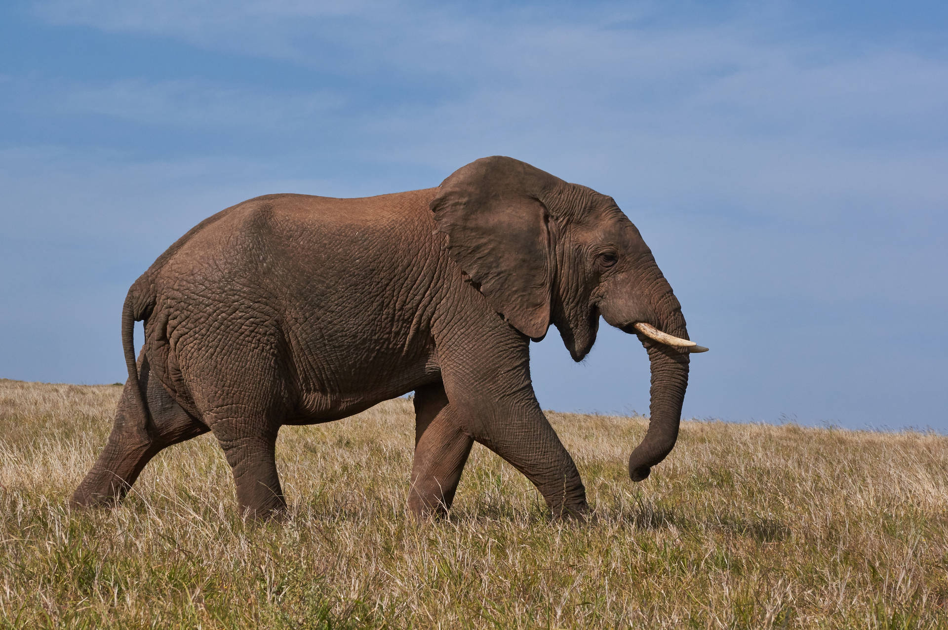 4869X3235 Elephant Wallpaper and Background