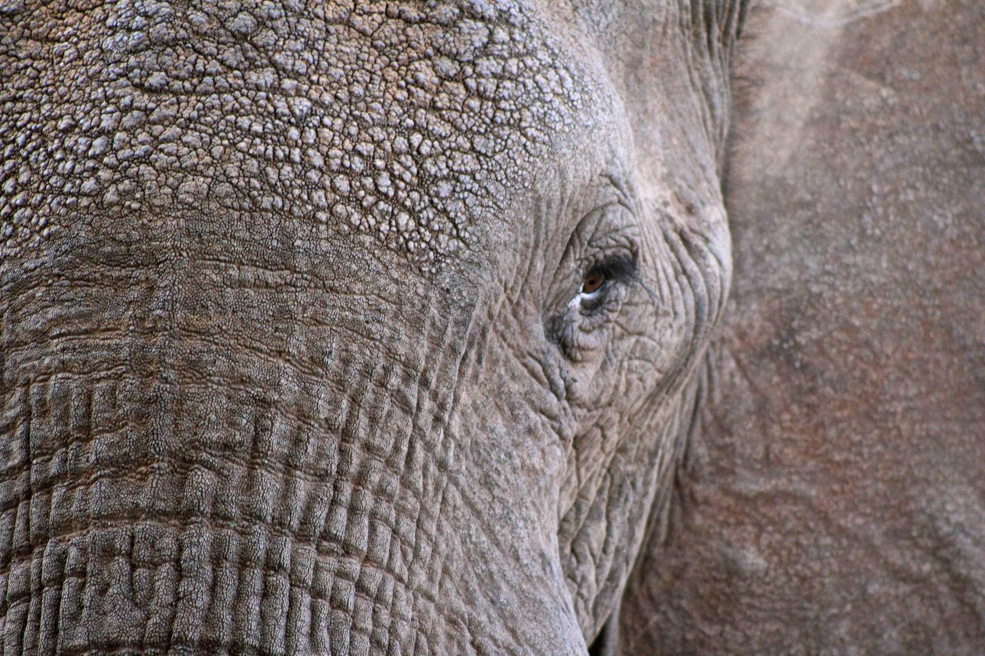 5184X3456 Elephant Wallpaper and Background