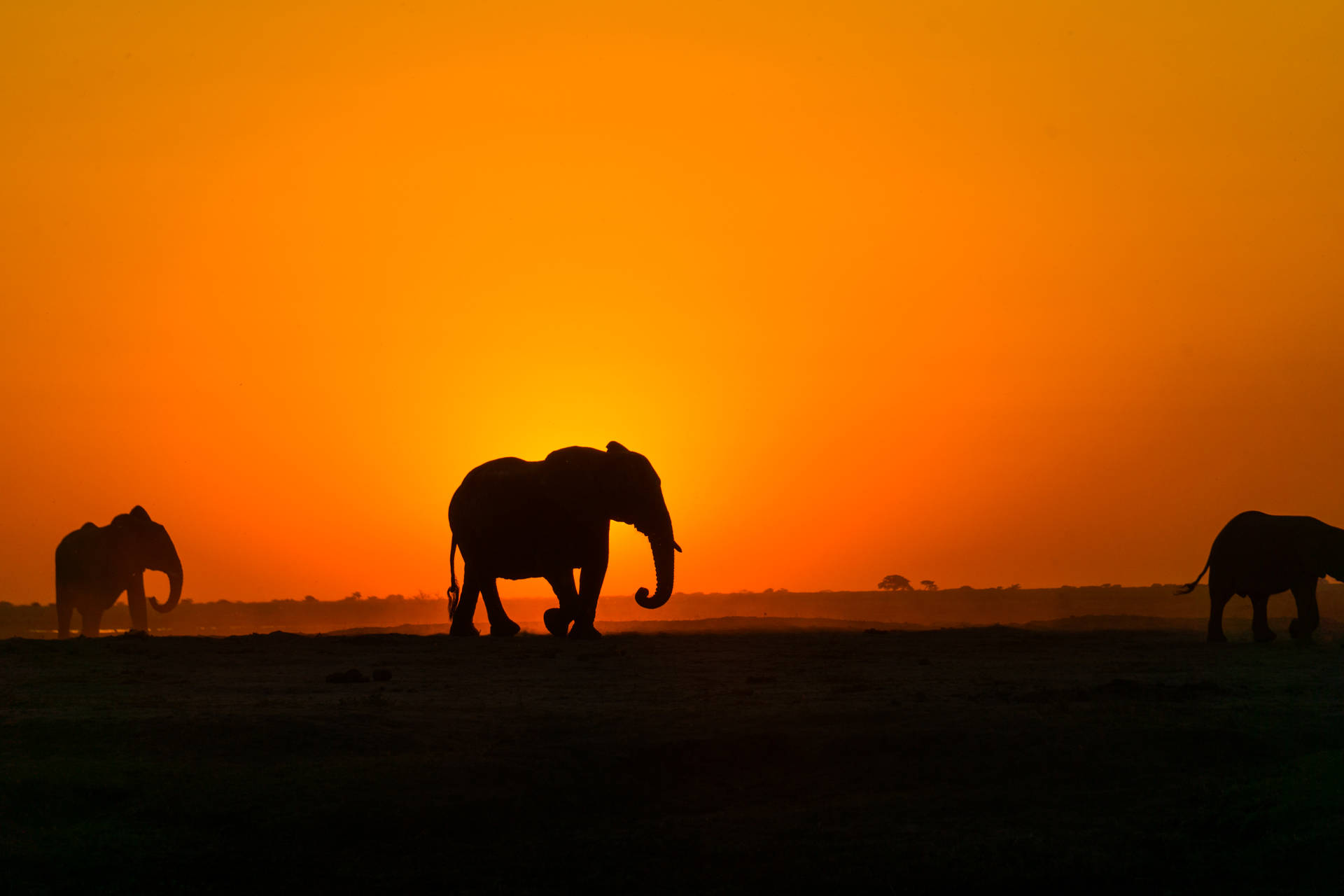 5761X3841 Elephant Wallpaper and Background