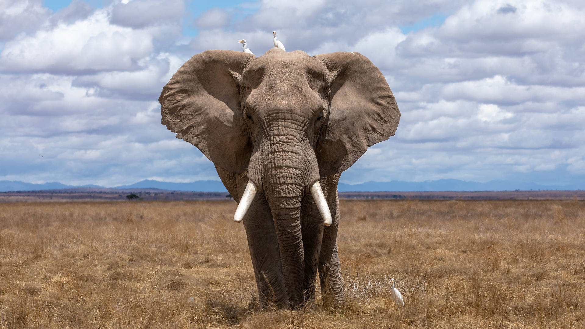 5893X3315 Elephant Wallpaper and Background