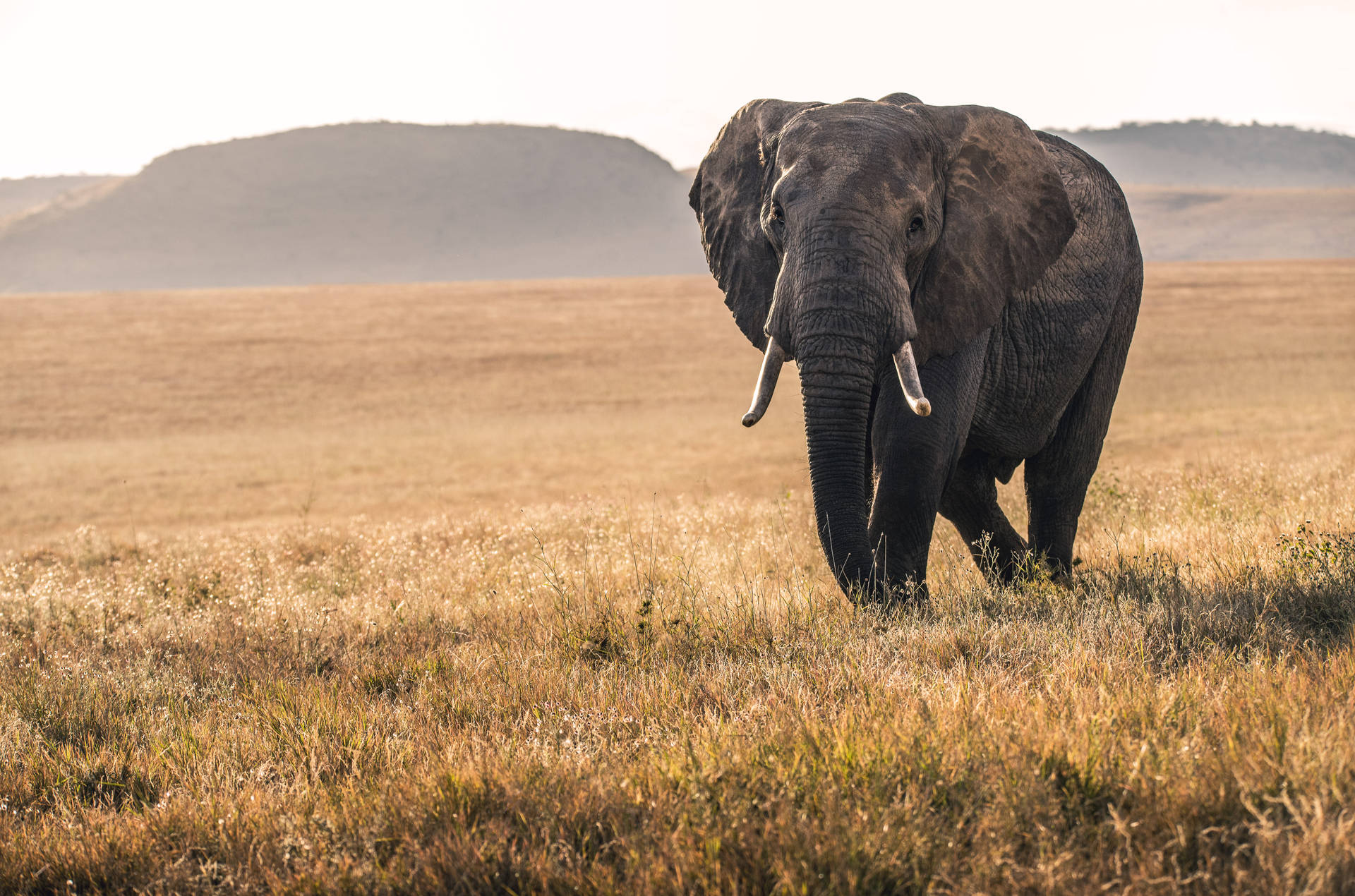 5908X3908 Elephant Wallpaper and Background