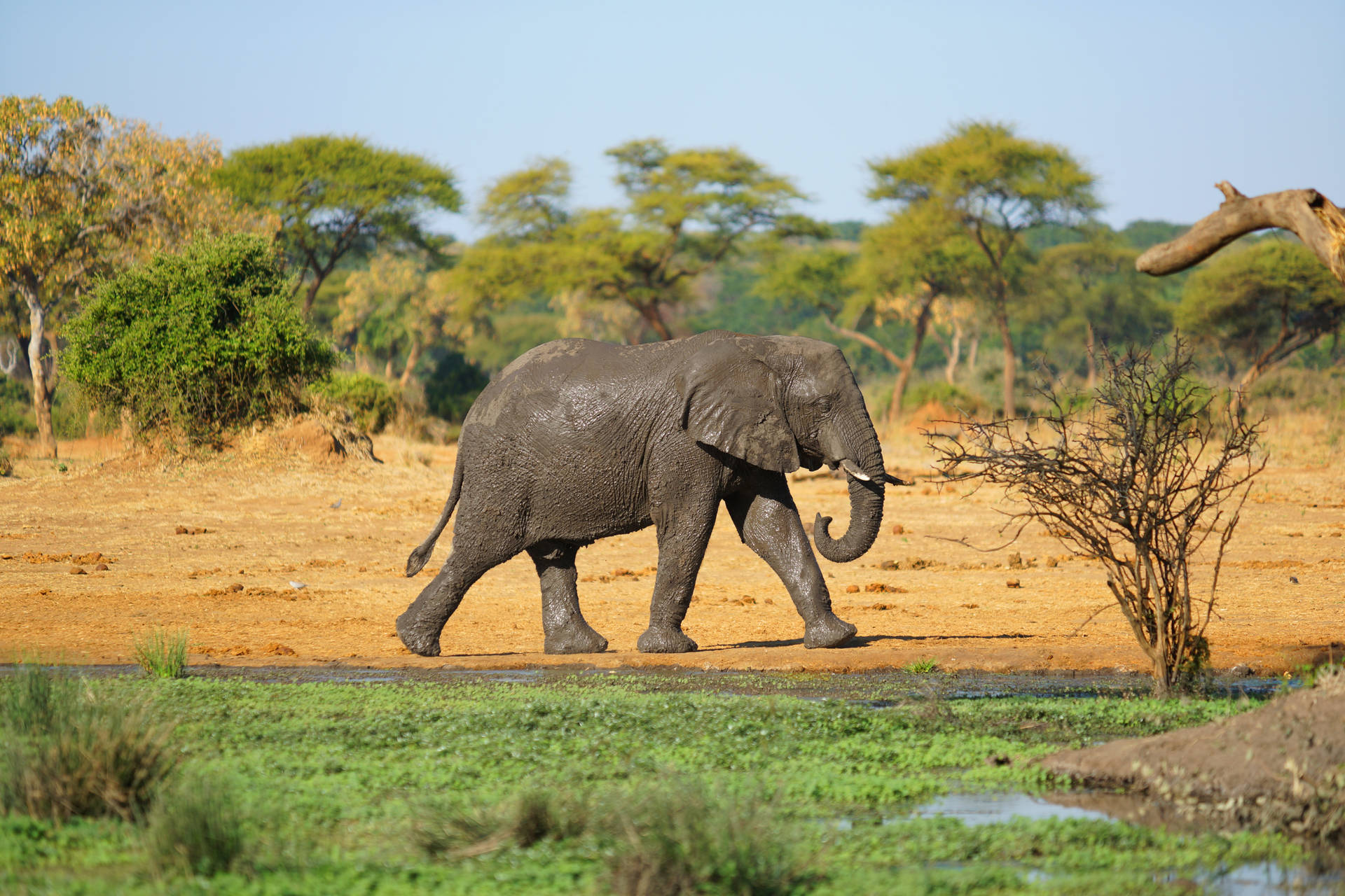 6000X4000 Elephant Wallpaper and Background
