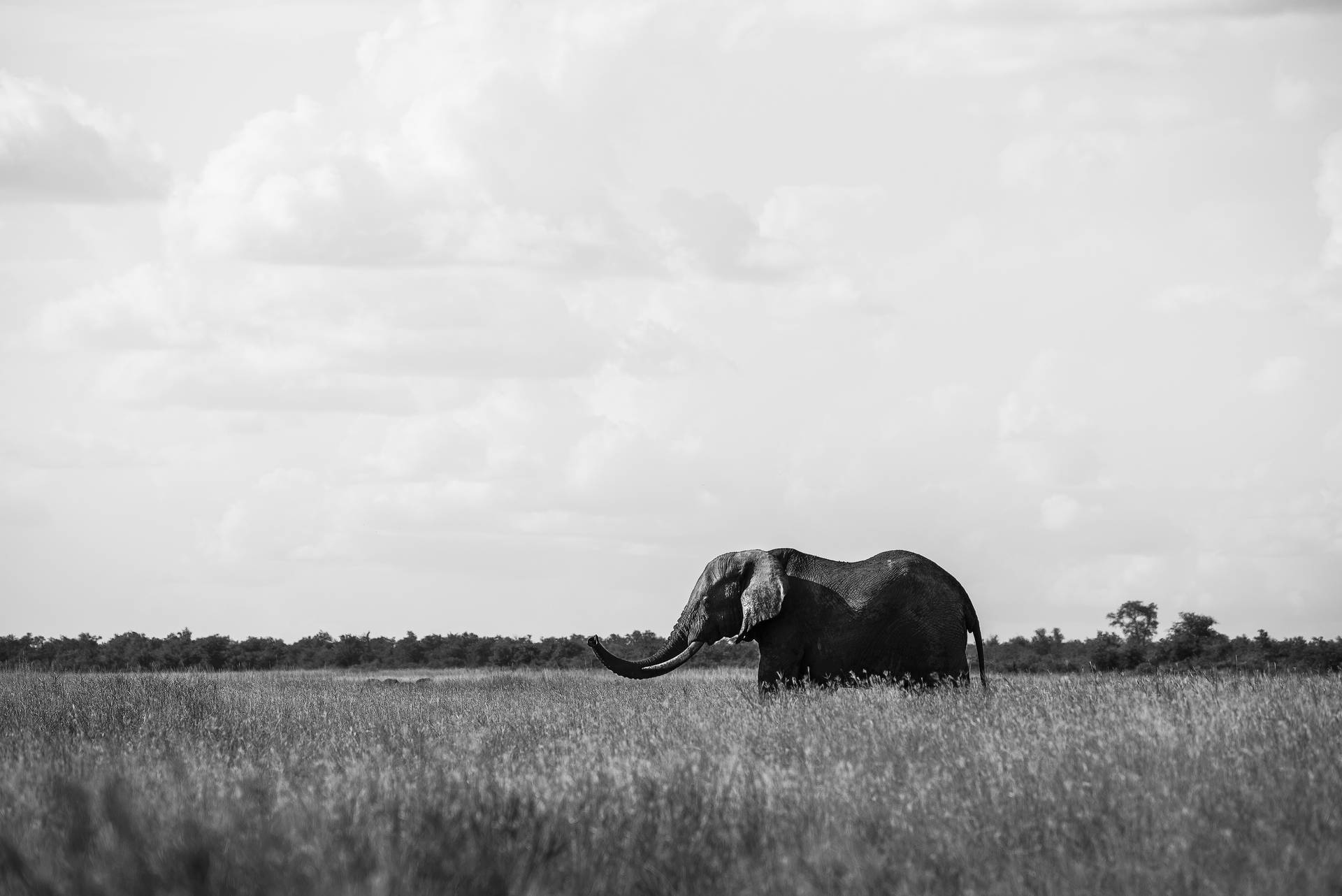 6016X4016 Elephant Wallpaper and Background