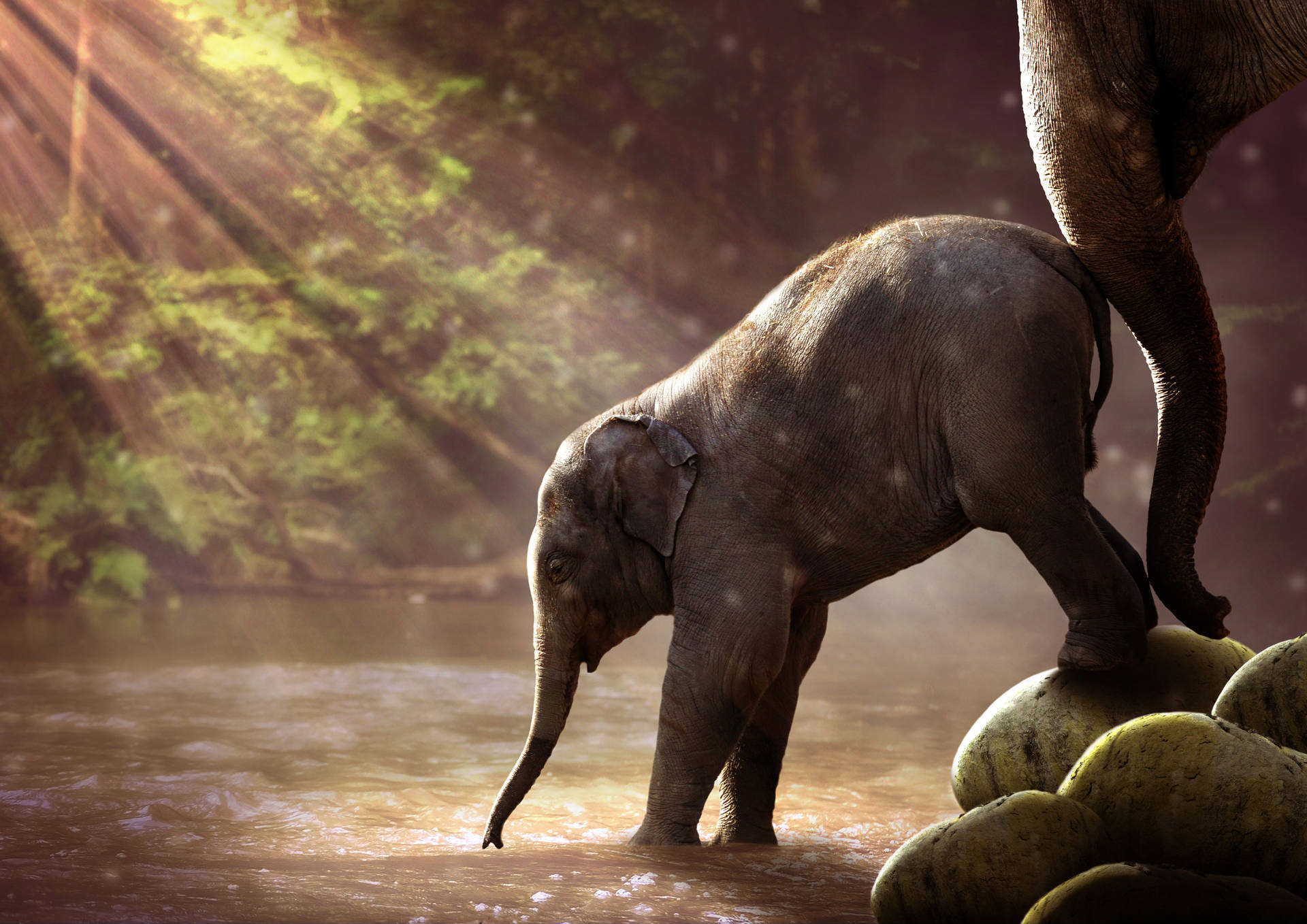 7022X4967 Elephant Wallpaper and Background