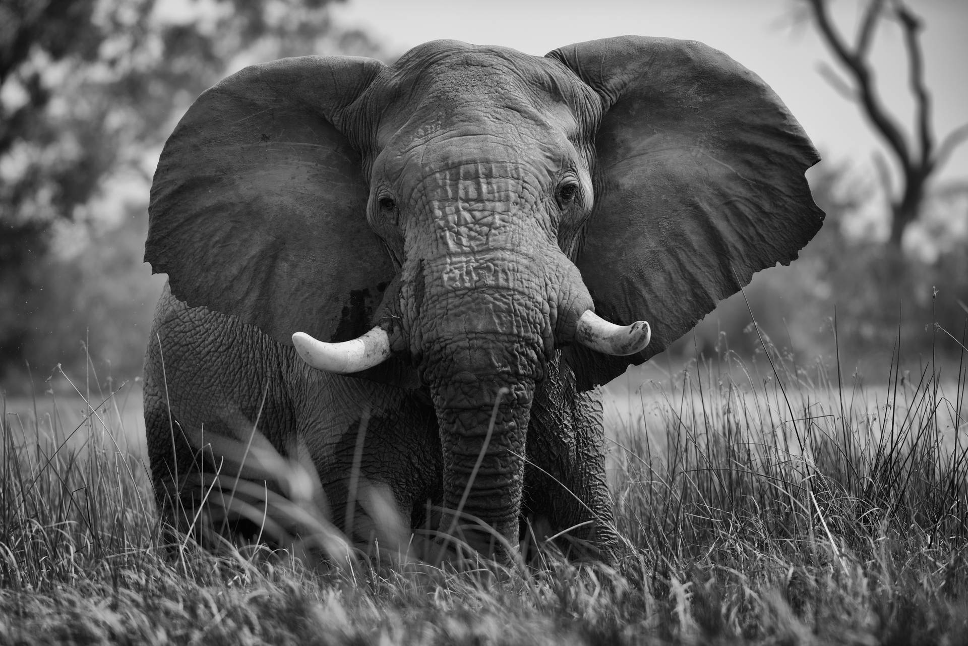 7360X4912 Elephant Wallpaper and Background