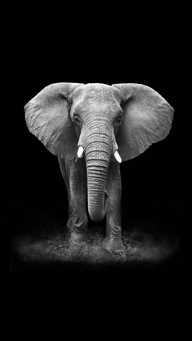 750X1334 Elephant Wallpaper and Background