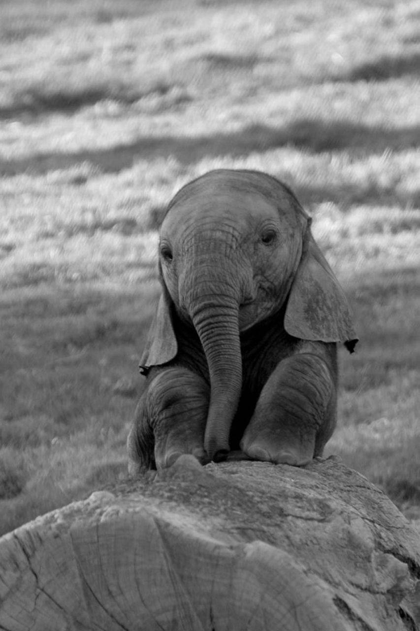 853X1280 Elephant Wallpaper and Background