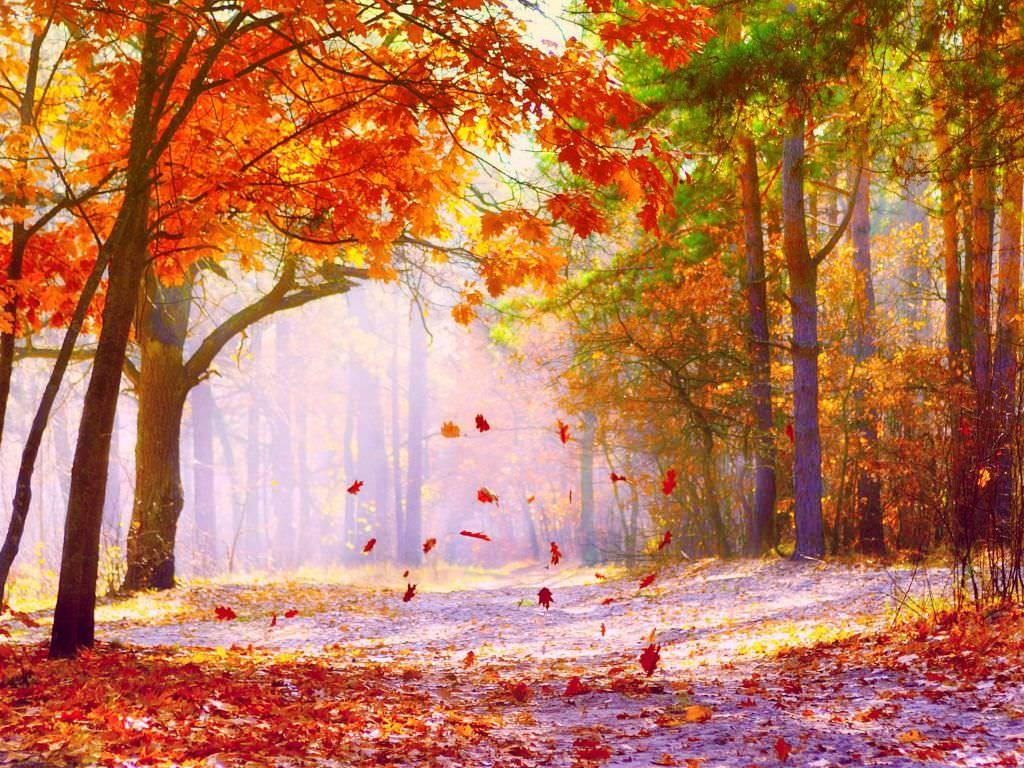 1024X768 Fall Wallpaper and Background