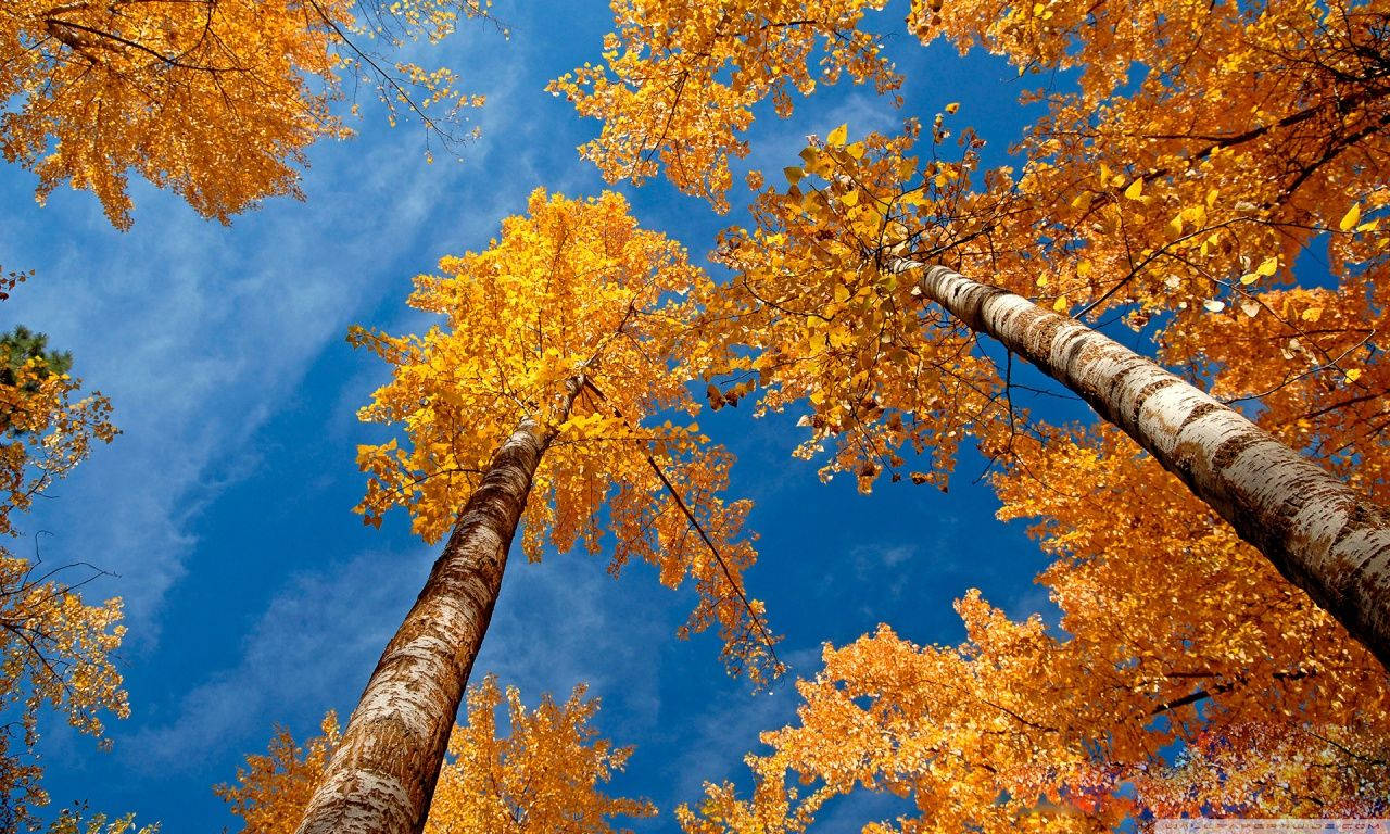 1280X768 Fall Wallpaper and Background