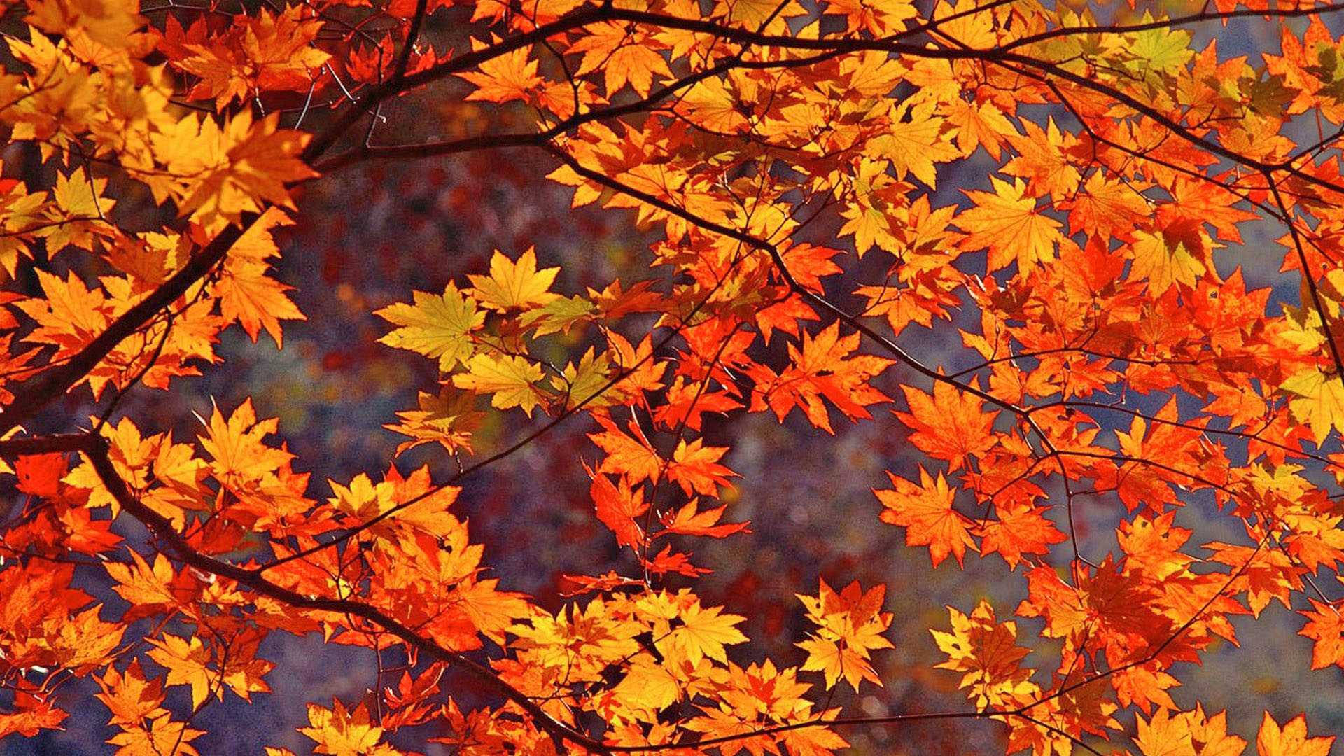 1920X1080 Fall Wallpaper and Background