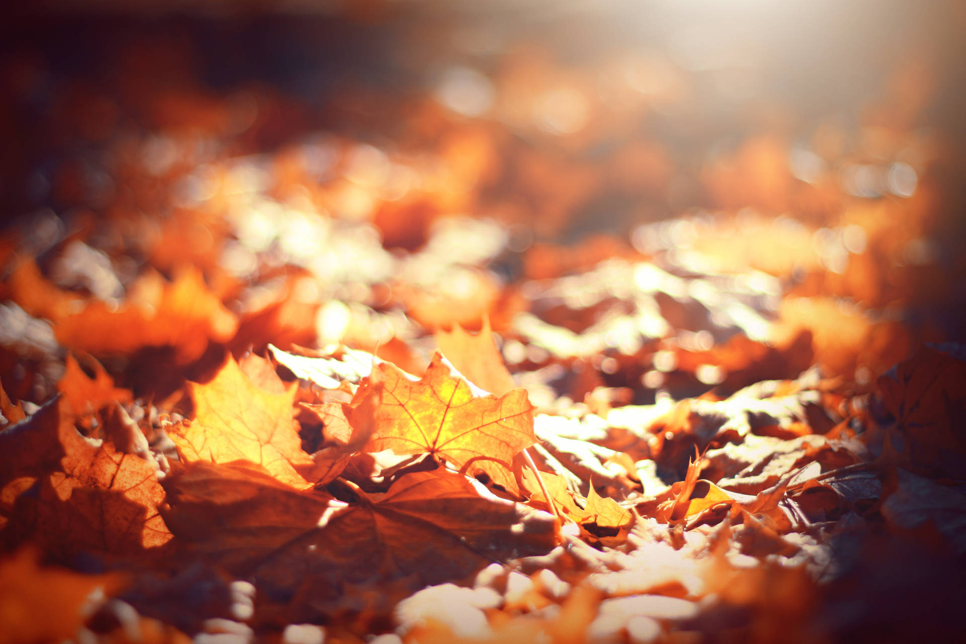5184X3456 Fall Wallpaper and Background