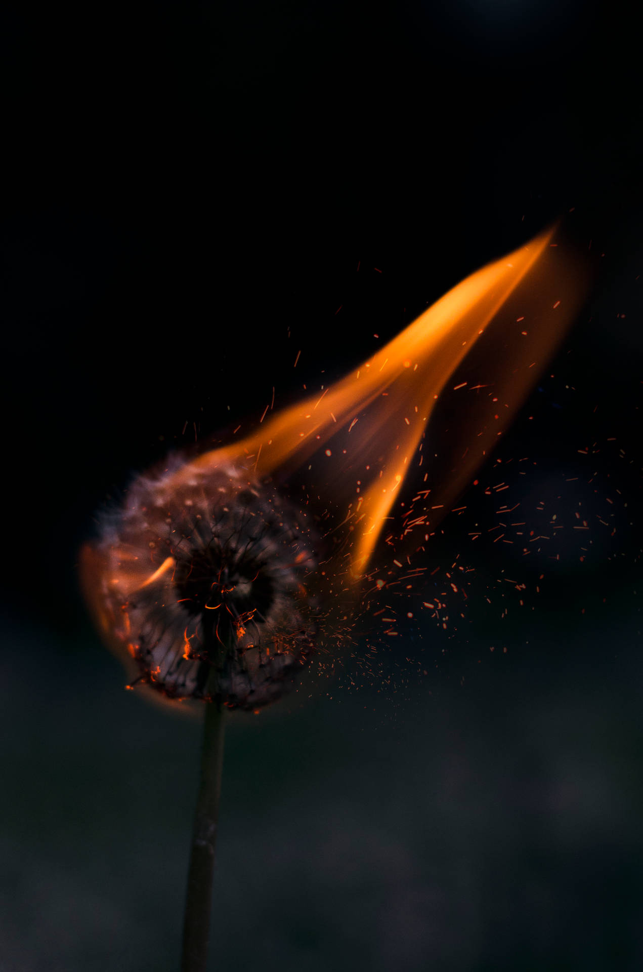 2776X4194 Fire Wallpaper and Background