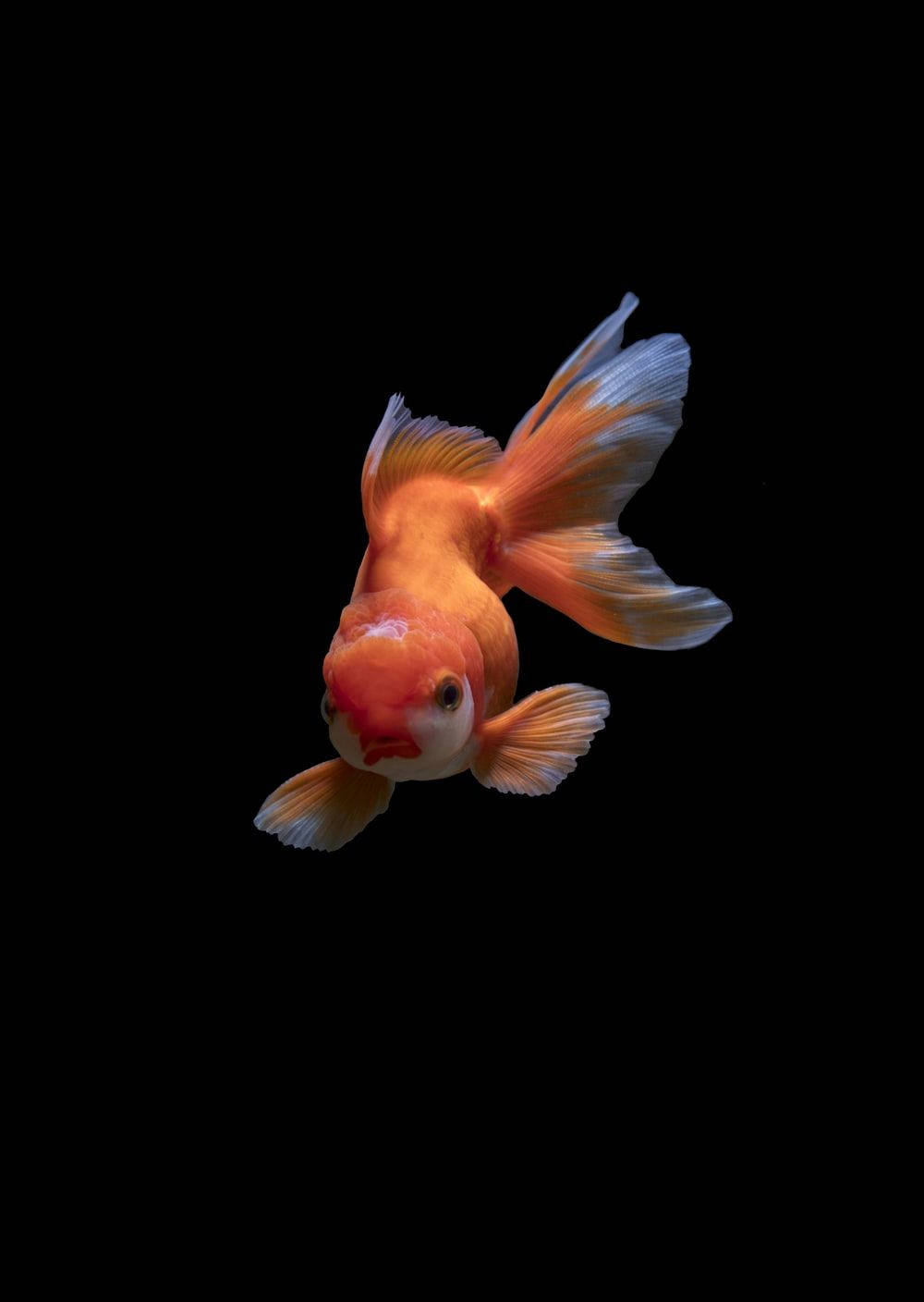 1000X1408 Fish Wallpaper and Background