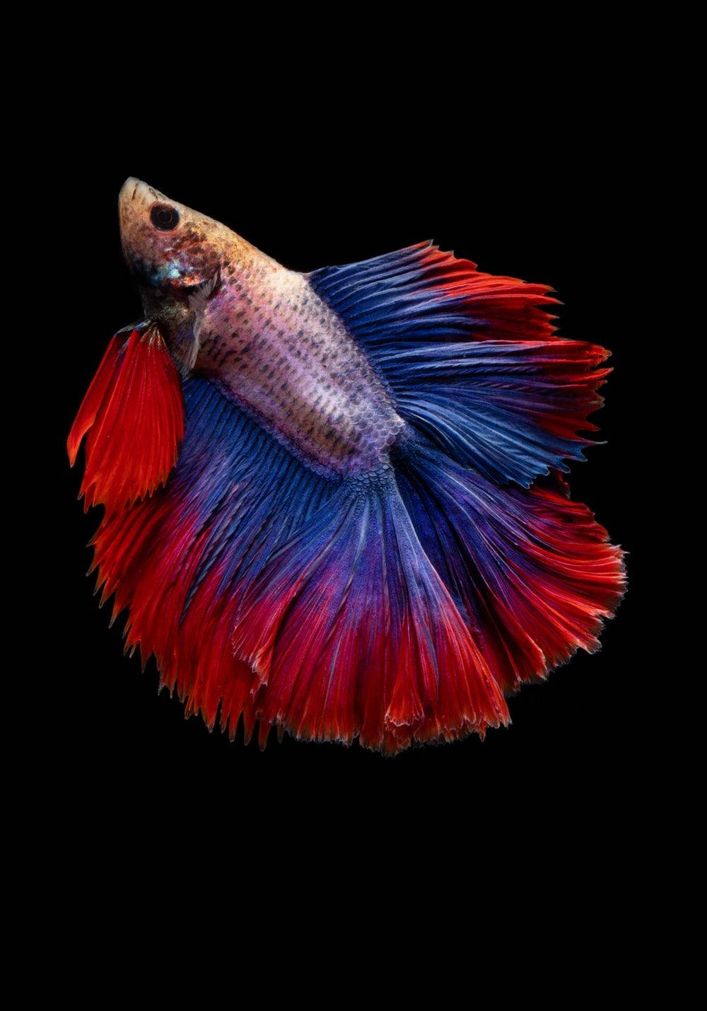 1000X1429 Fish Wallpaper and Background