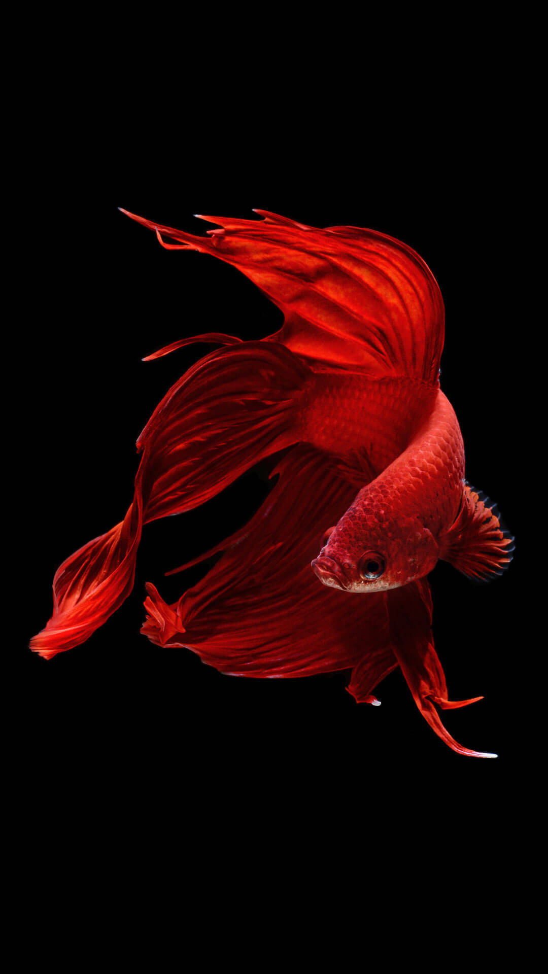 1080X1920 Fish Wallpaper and Background